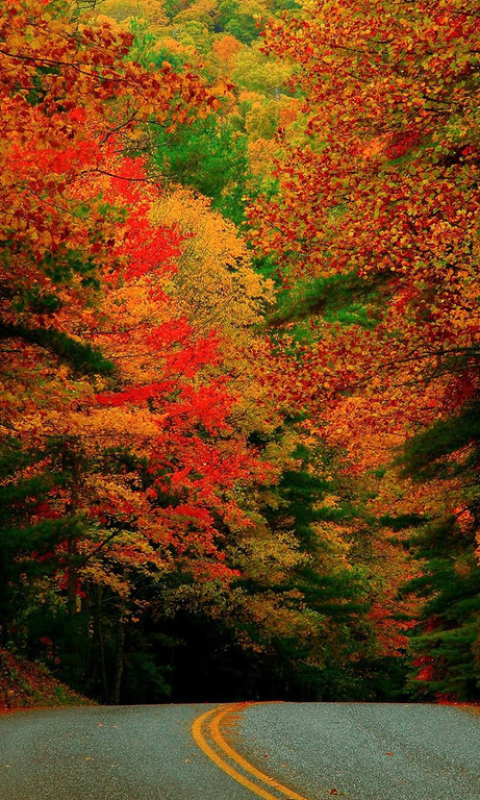 Скачать картинку Природа, Осень, Дорога, Лес, Дерево, Земля, Цвета, Падать, Сделано Человеком в телефон бесплатно.