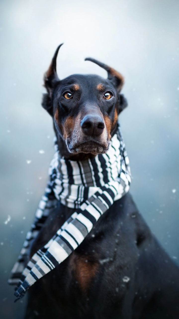 Download mobile wallpaper Dogs, Dog, Animal, Scarf, Doberman Pinscher for free.