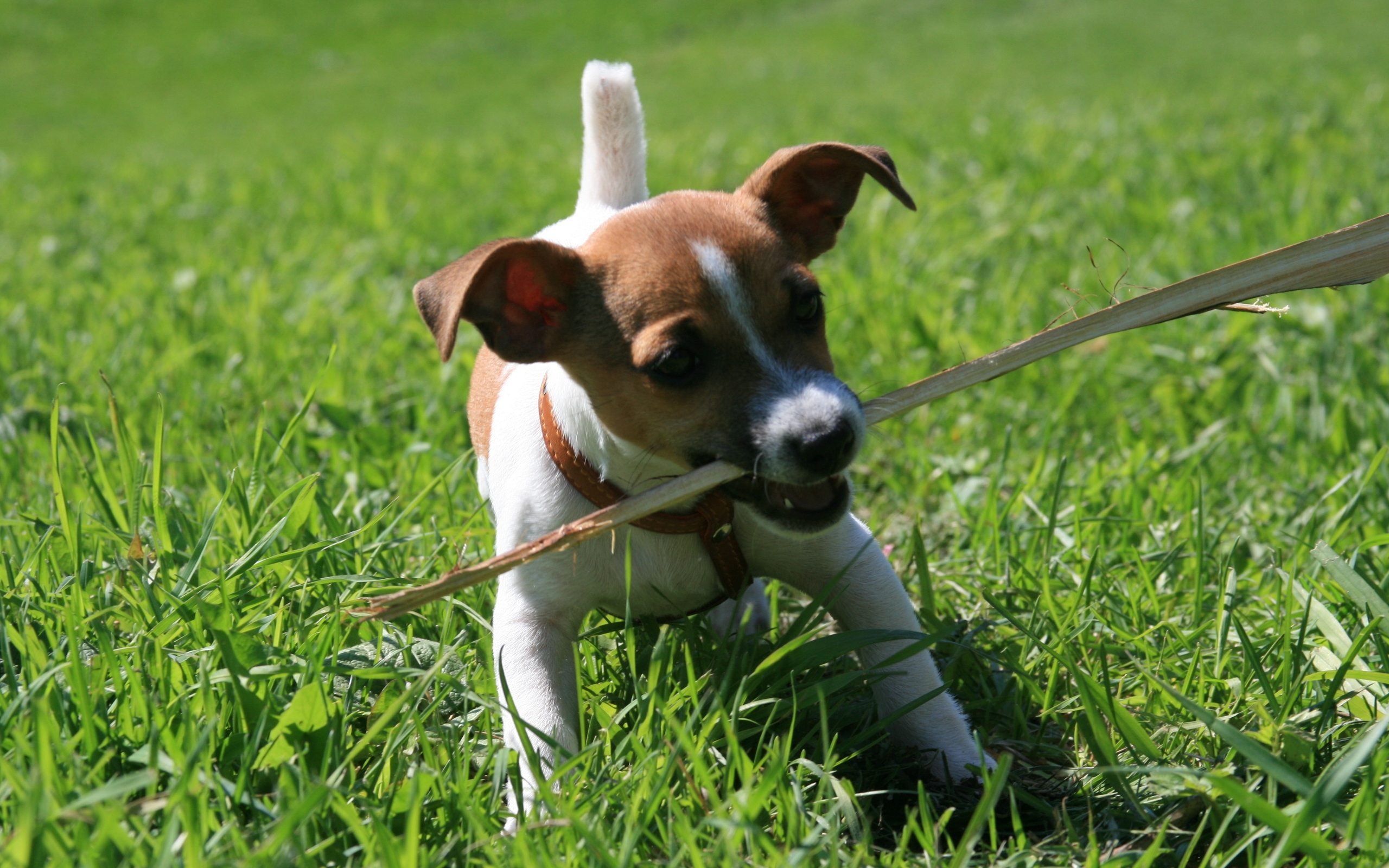 Téléchargez gratuitement l'image Chiens, Chien, Animaux sur le bureau de votre PC