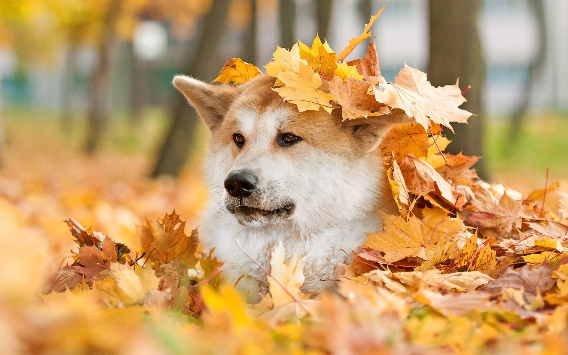 384114画像をダウンロード動物, 秋田, 犬, 秋, 葉-壁紙とスクリーンセーバーを無料で