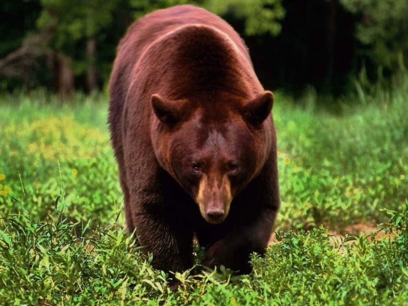 40156 descargar fondo de pantalla animales, bears: protectores de pantalla e imágenes gratis