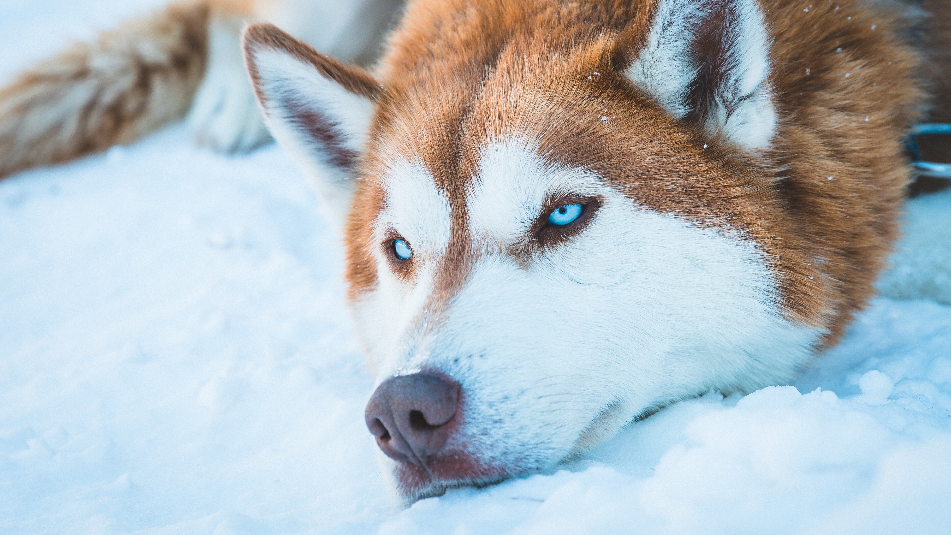 Download mobile wallpaper Dogs, Dog, Animal, Husky for free.