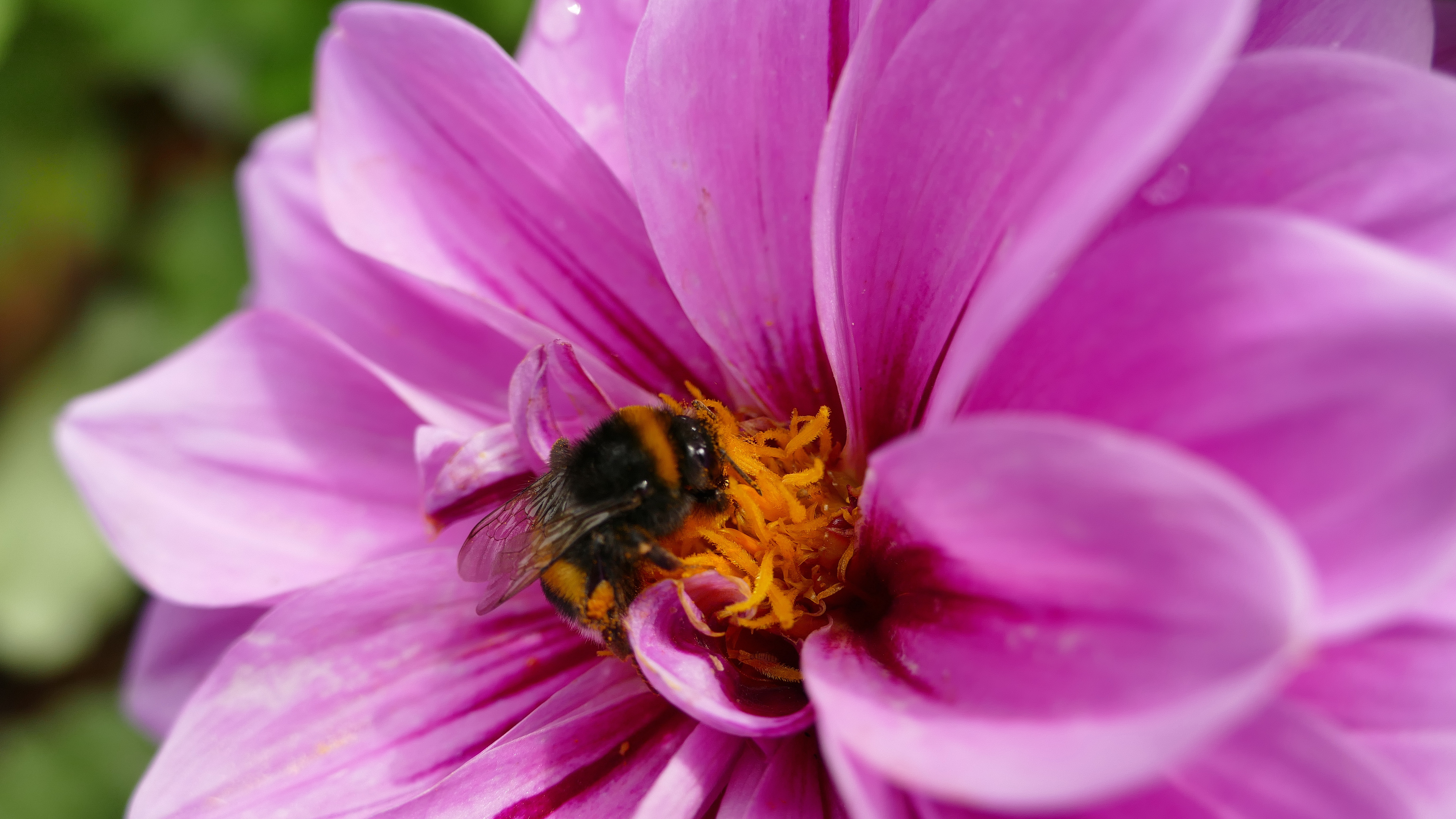 Скачать обои бесплатно Животные, Насекомые, Цветок, Пчела, Георгина картинка на рабочий стол ПК