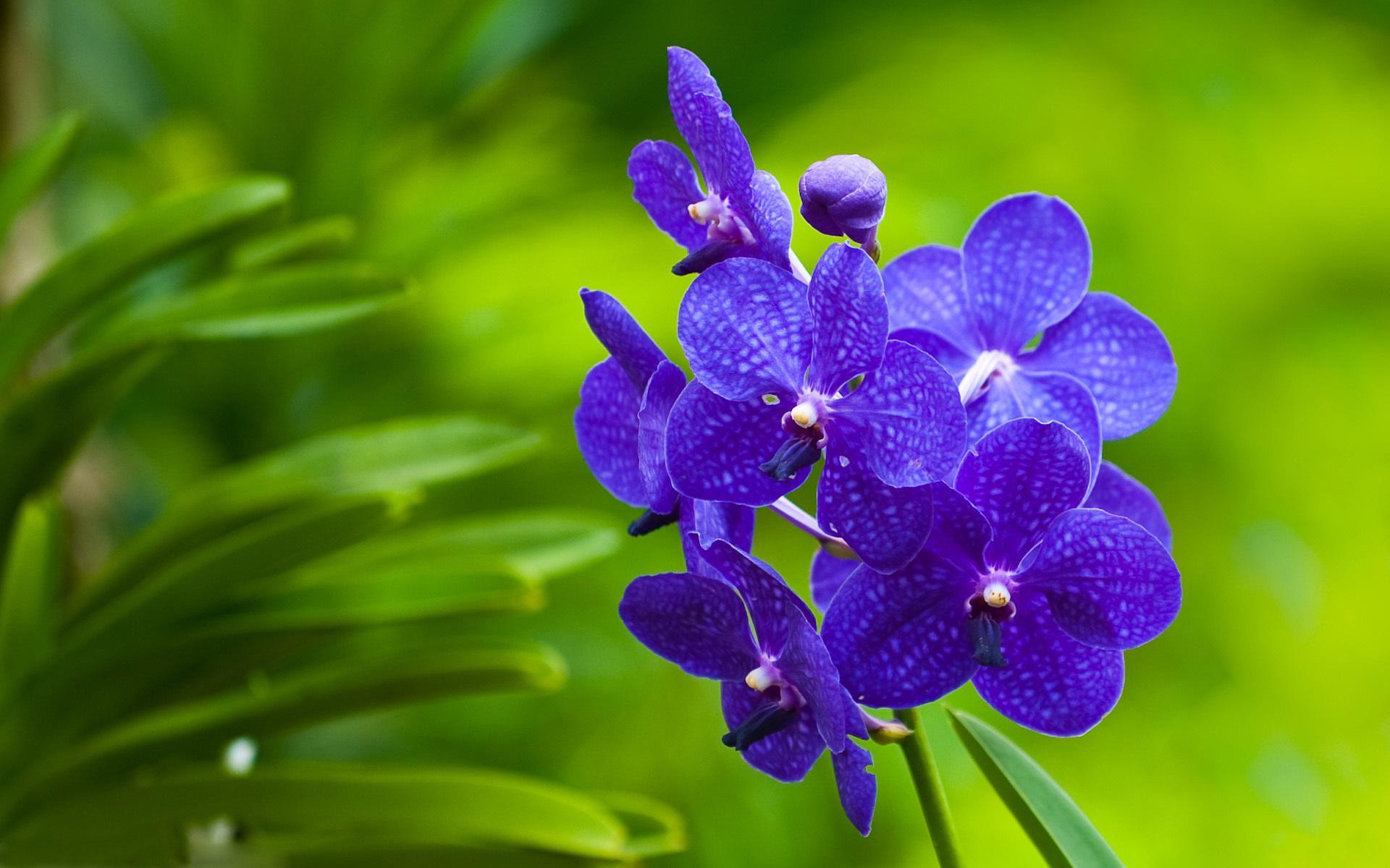 Скачать обои бесплатно Цветок, Орхидея, Земля/природа картинка на рабочий стол ПК