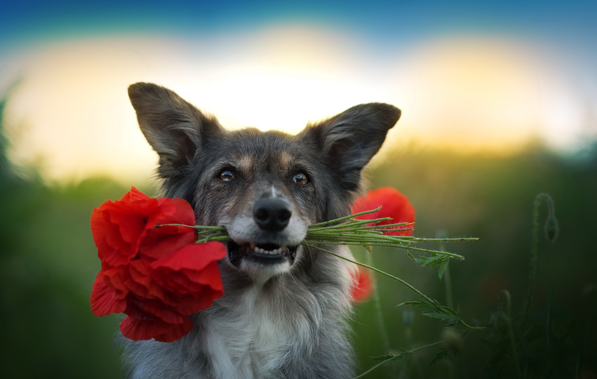 Download mobile wallpaper Dogs, Dog, Animal, Poppy for free.