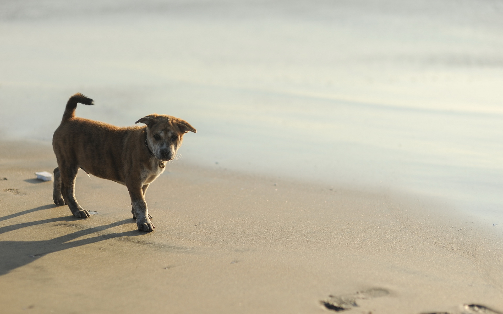 Handy-Wallpaper Hunde, Hund, Tiere kostenlos herunterladen.