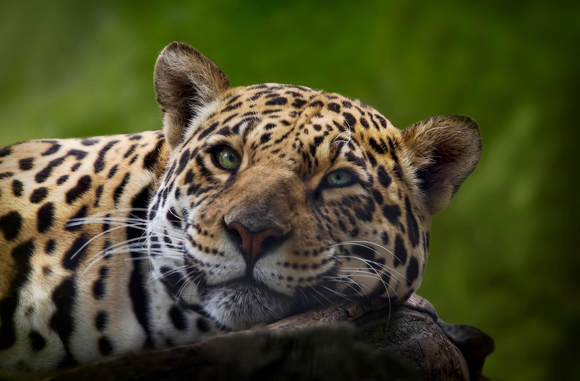 Download mobile wallpaper Jaguar, Animal for free.