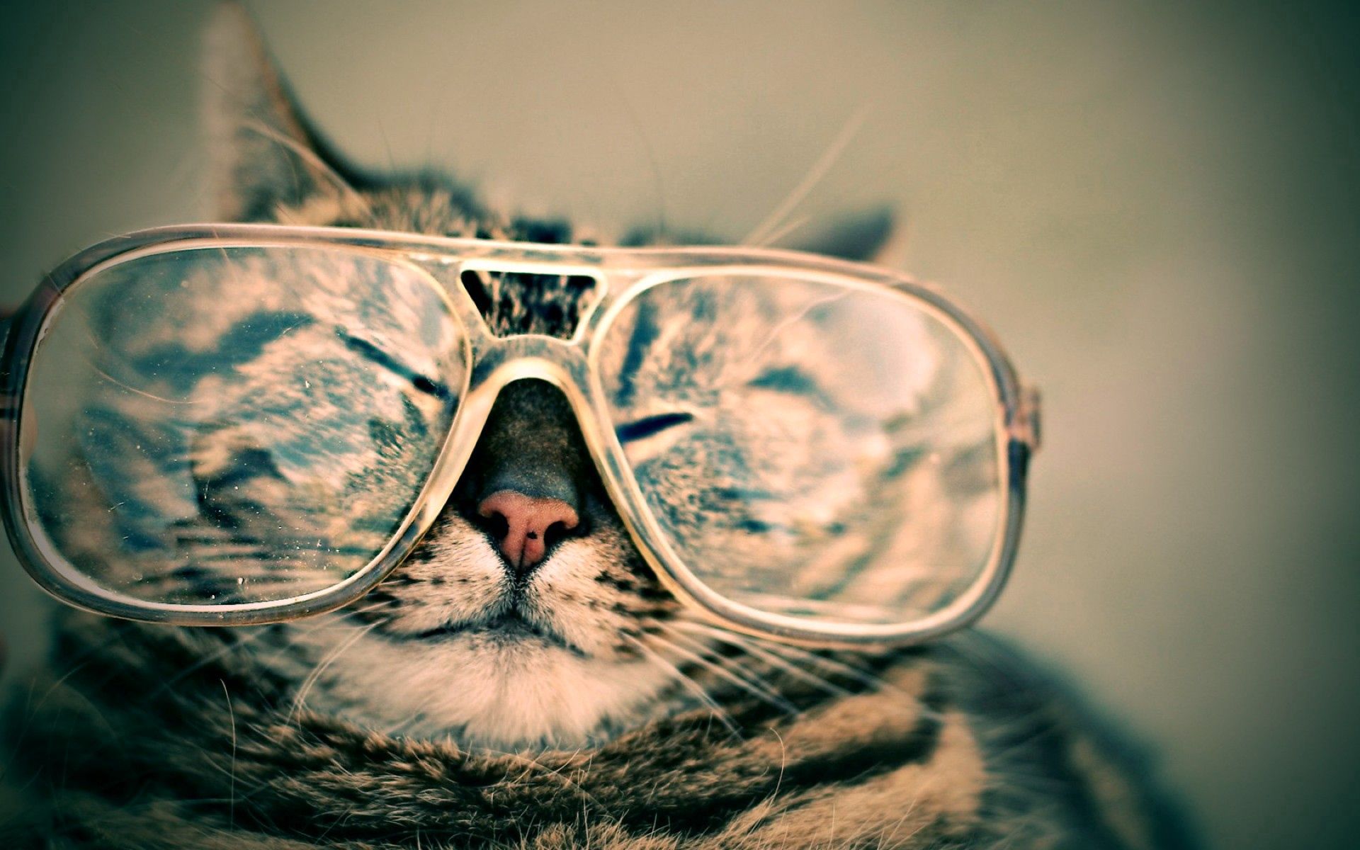 spectacles, animals, cat, muzzle, striped, glasses, joke