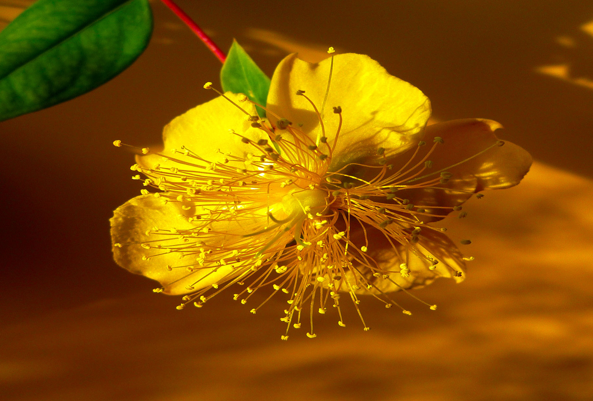 Téléchargez gratuitement l'image Fleurs, Fleur, Terre/nature sur le bureau de votre PC