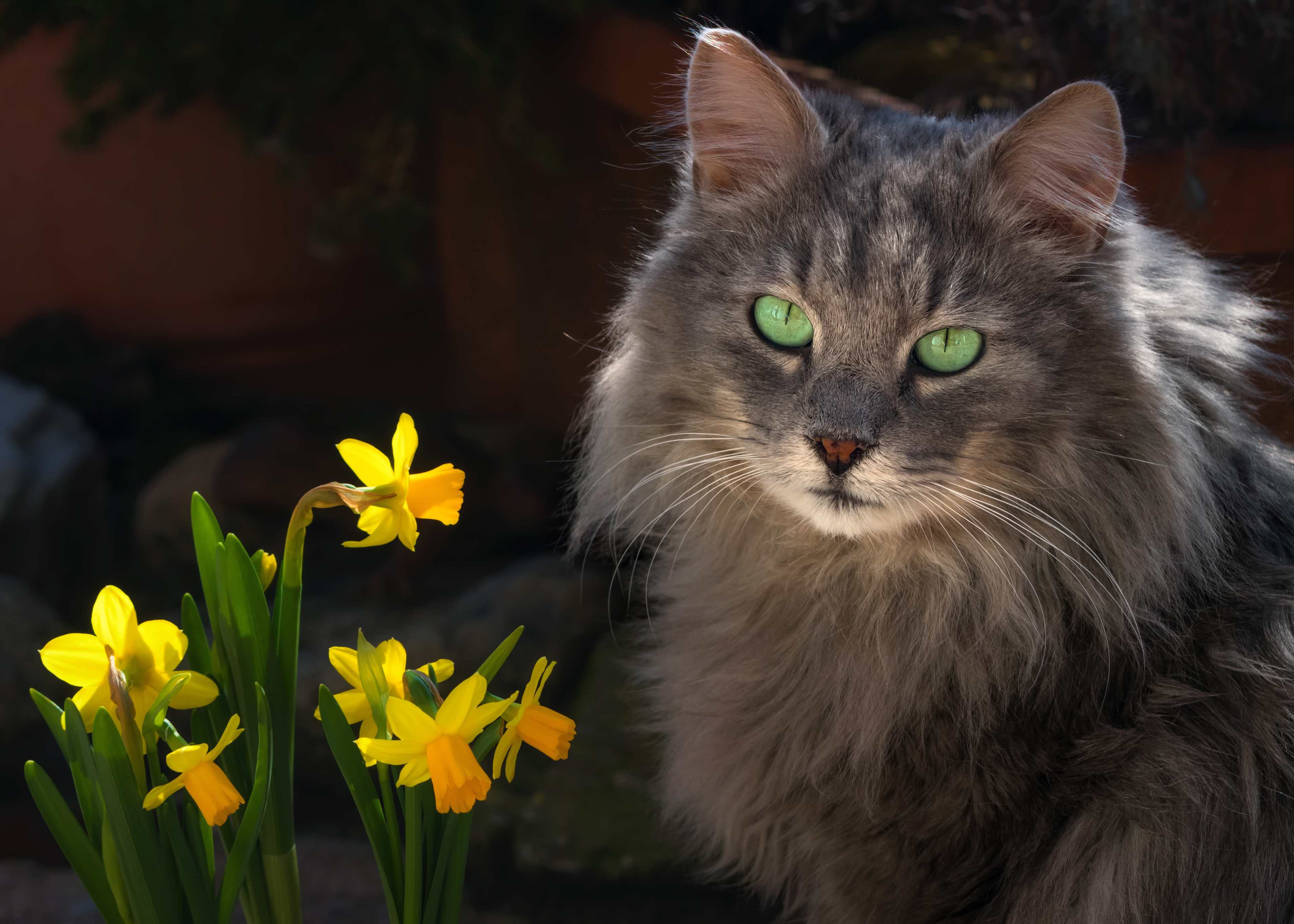 Baixe gratuitamente a imagem Animais, Gatos, Gato, Narcissus na área de trabalho do seu PC