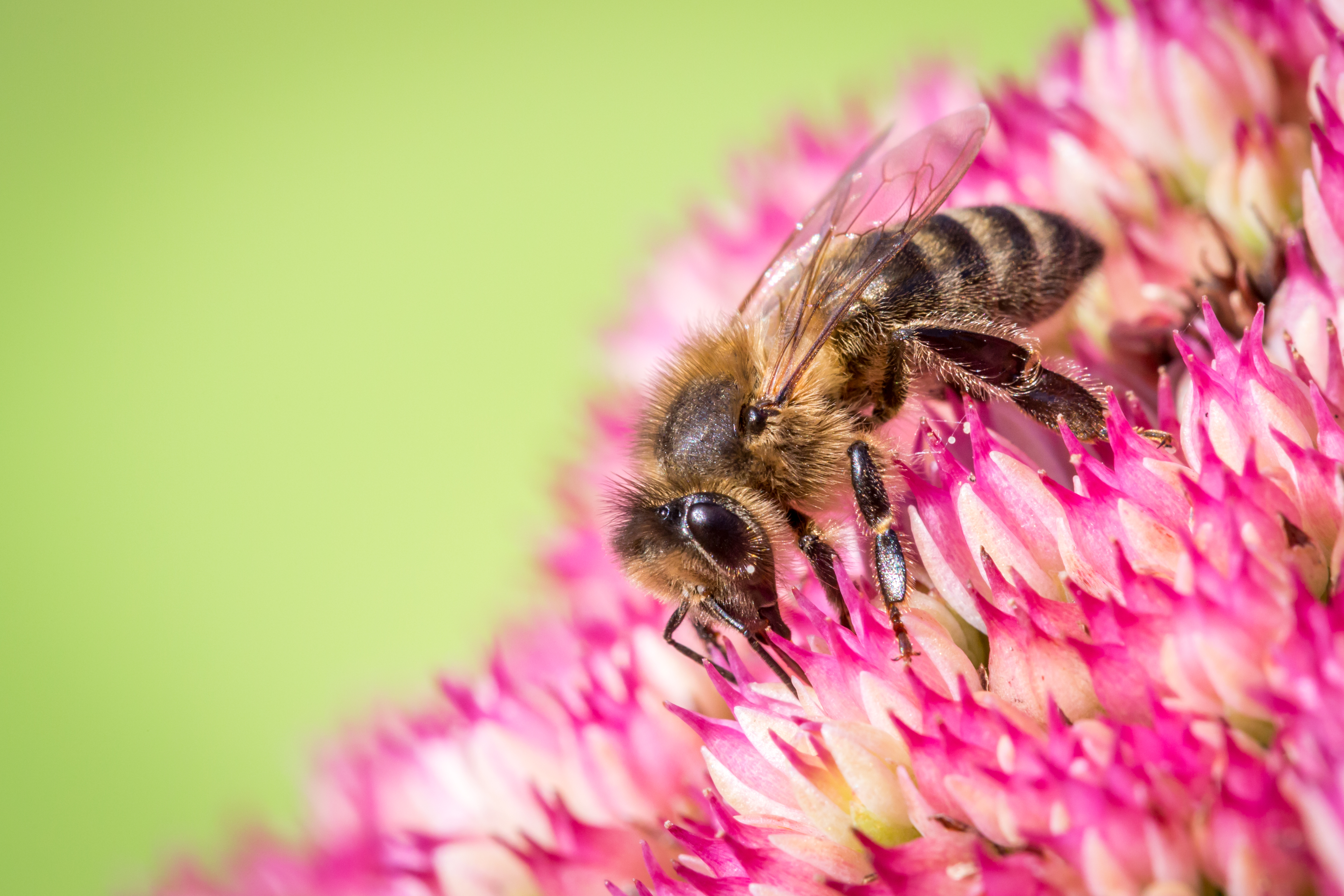Handy-Wallpaper Tiere, Insekten, Blume, Makro, Insekt, Biene kostenlos herunterladen.
