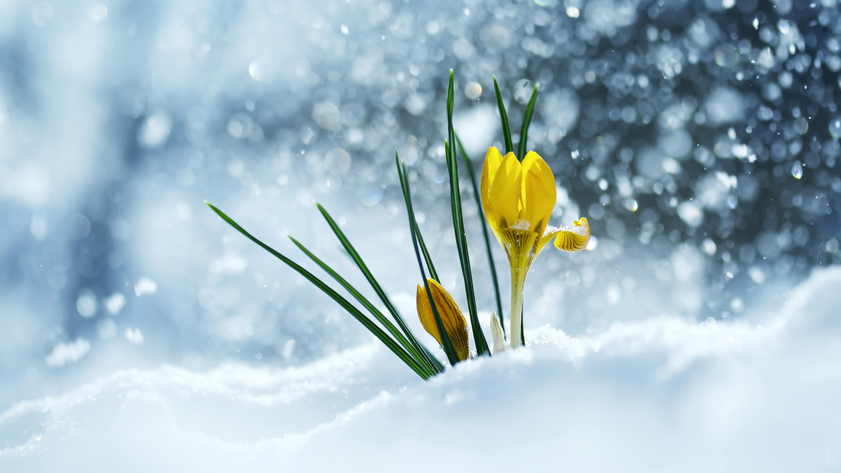 Download mobile wallpaper Flowers, Snow, Earth, Crocus, Yellow Flower for free.