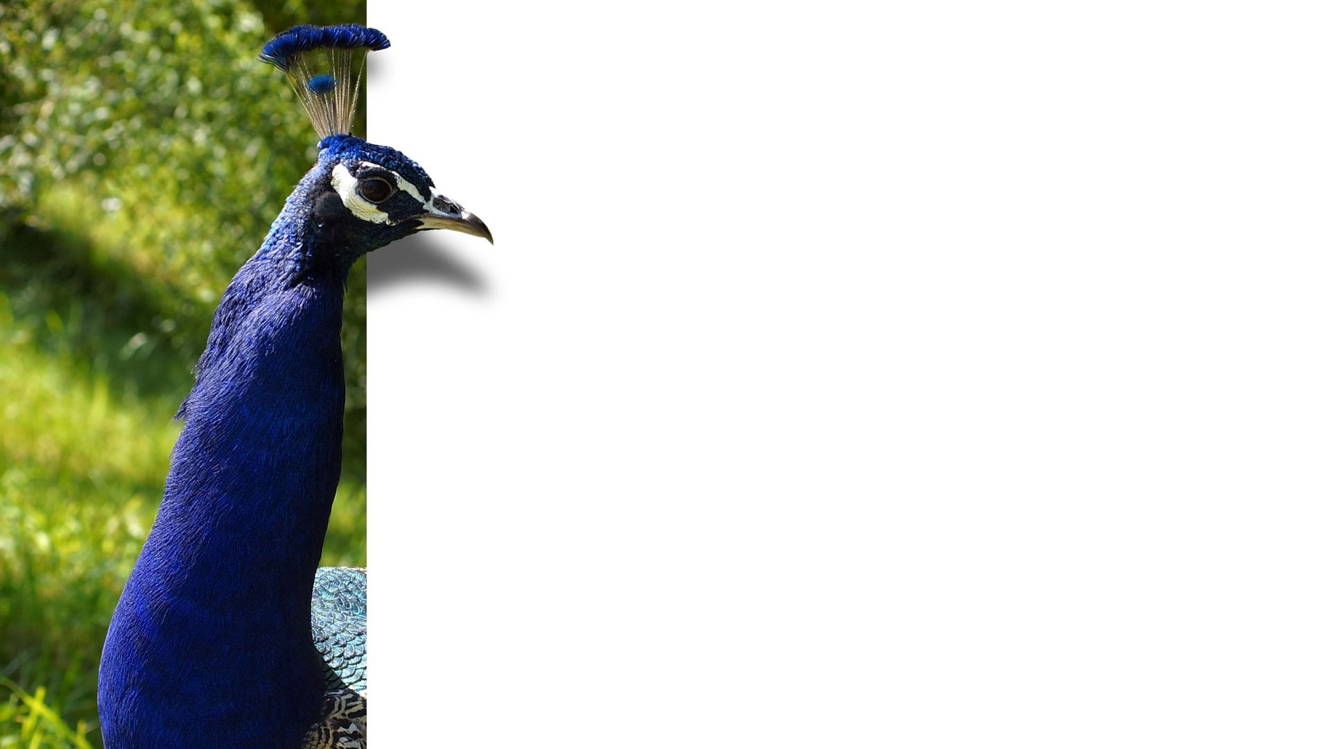 Free download wallpaper Peacock, Bird, Color, Minimalism on your PC desktop