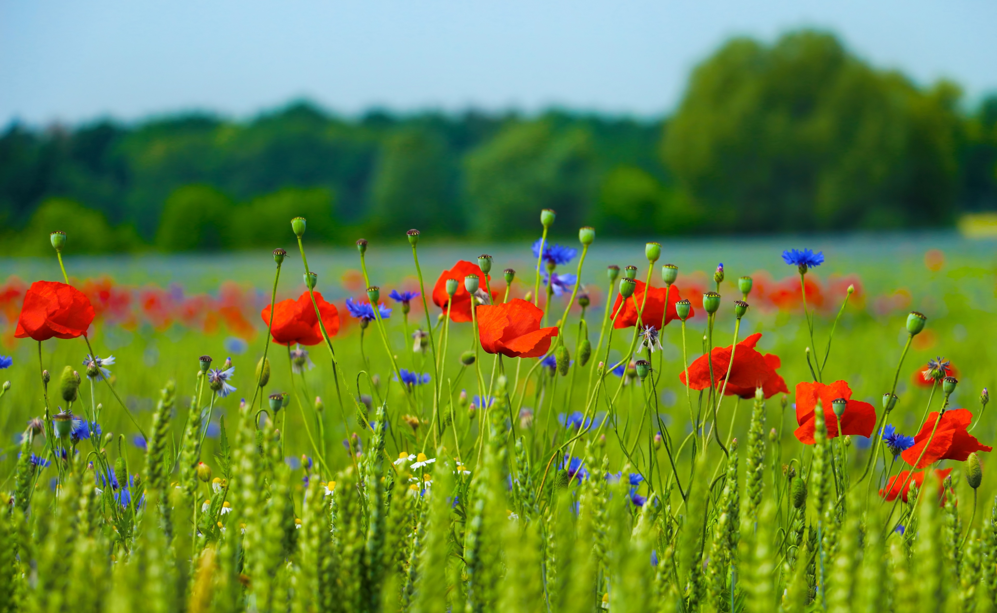 Laden Sie das Natur, Blumen, Mohn, Sommer, Blume, Feld, Rote Blume, Erde/natur, Tiefenschärfe-Bild kostenlos auf Ihren PC-Desktop herunter