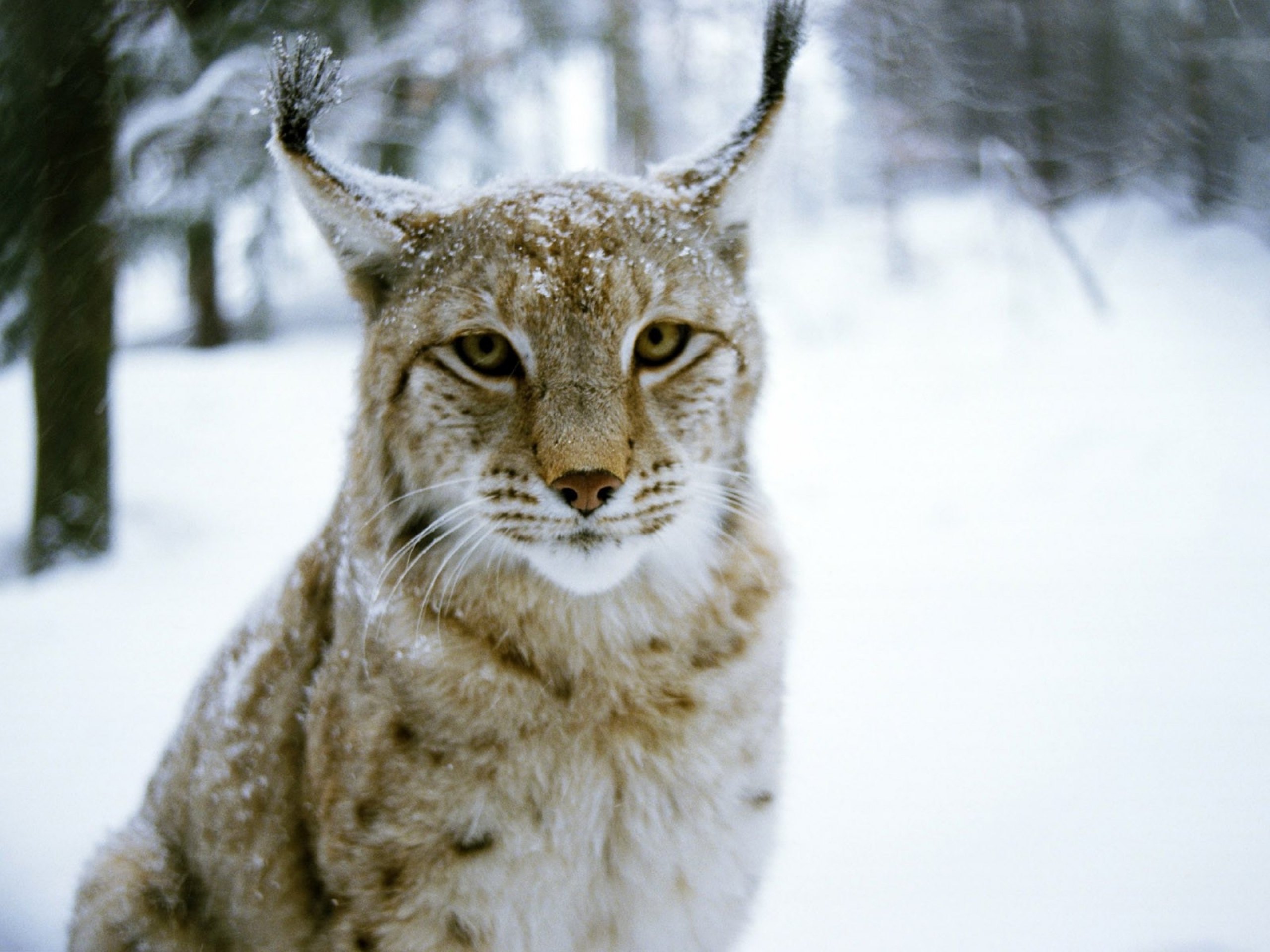 Descarga gratuita de fondo de pantalla para móvil de Lince, Gatos, Animales.