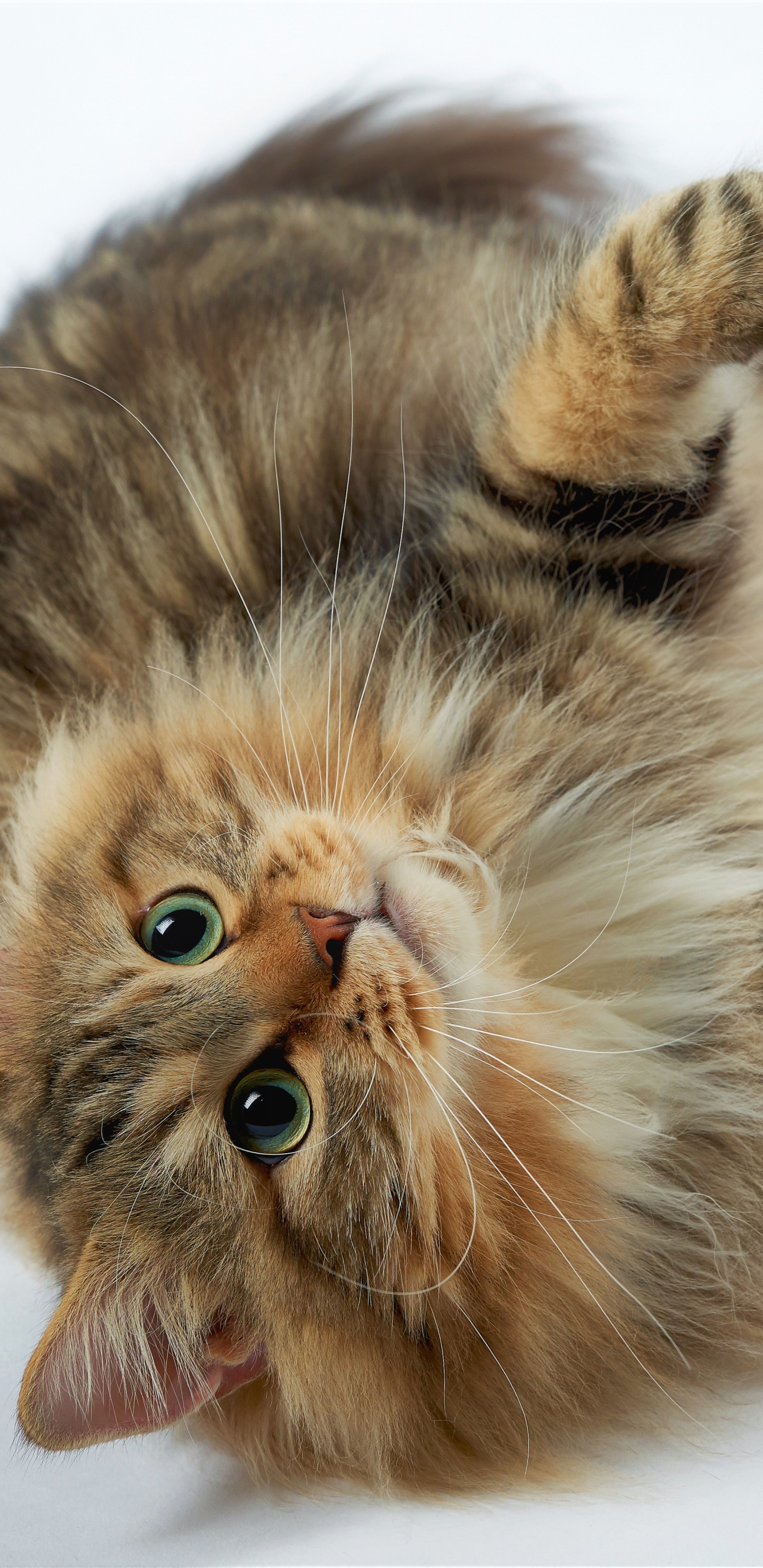 Download mobile wallpaper Cat, Cats, Animal for free.