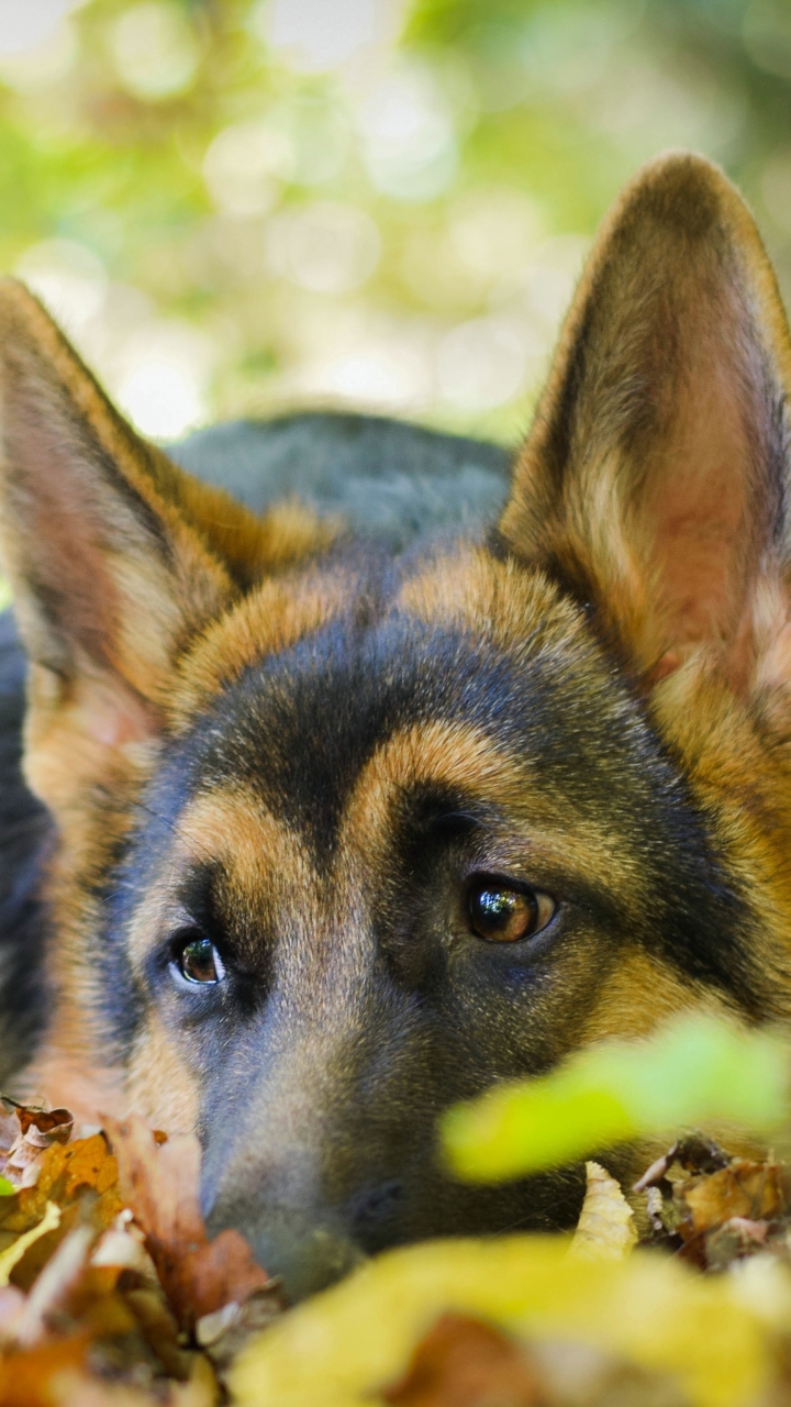 Download mobile wallpaper Dogs, Dog, Close Up, Animal, Cute, German Shepherd, Resting for free.