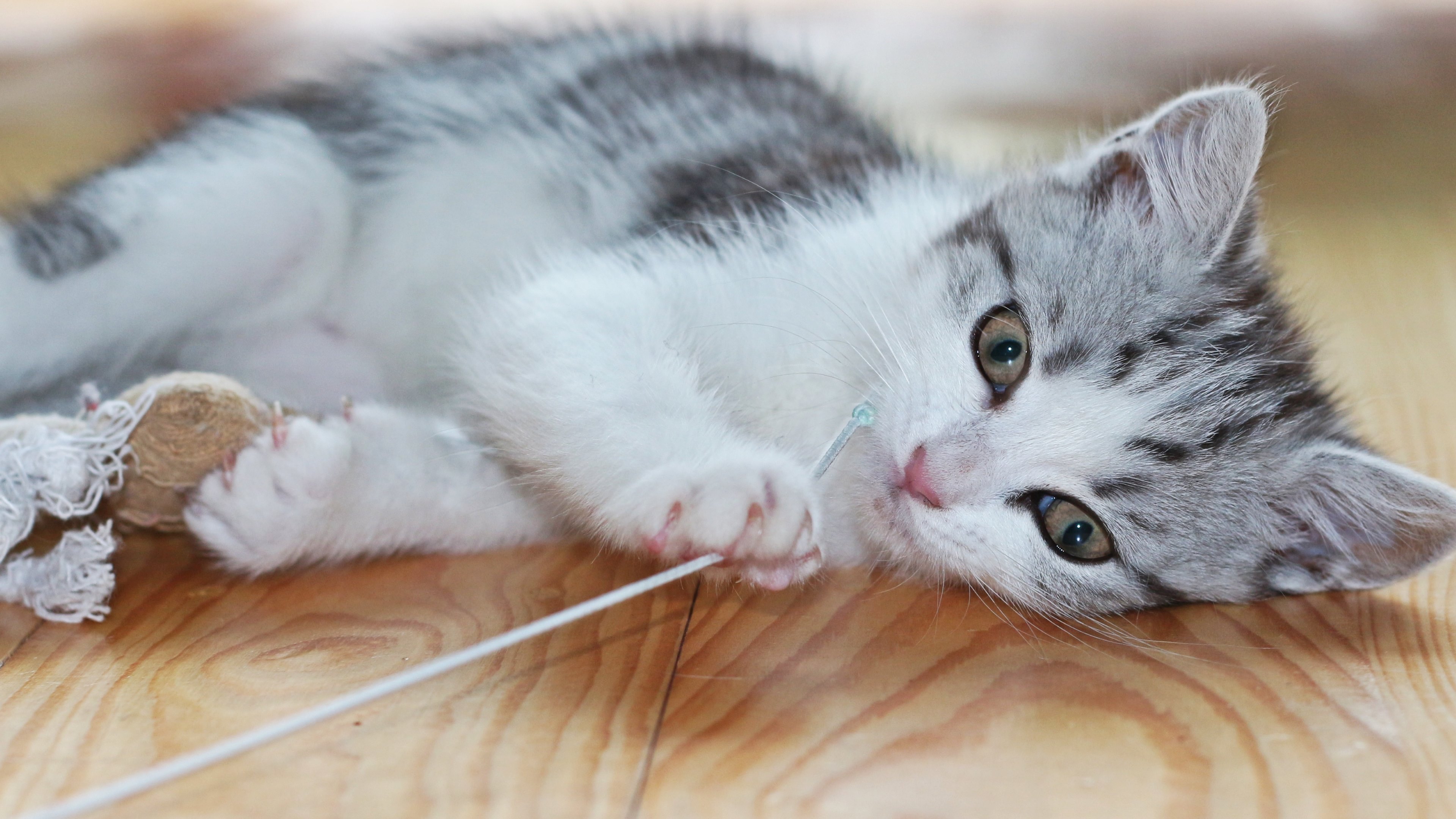 Baixar papel de parede para celular de Animais, Gatos, Gato, Gatinho, Animal Bebê gratuito.