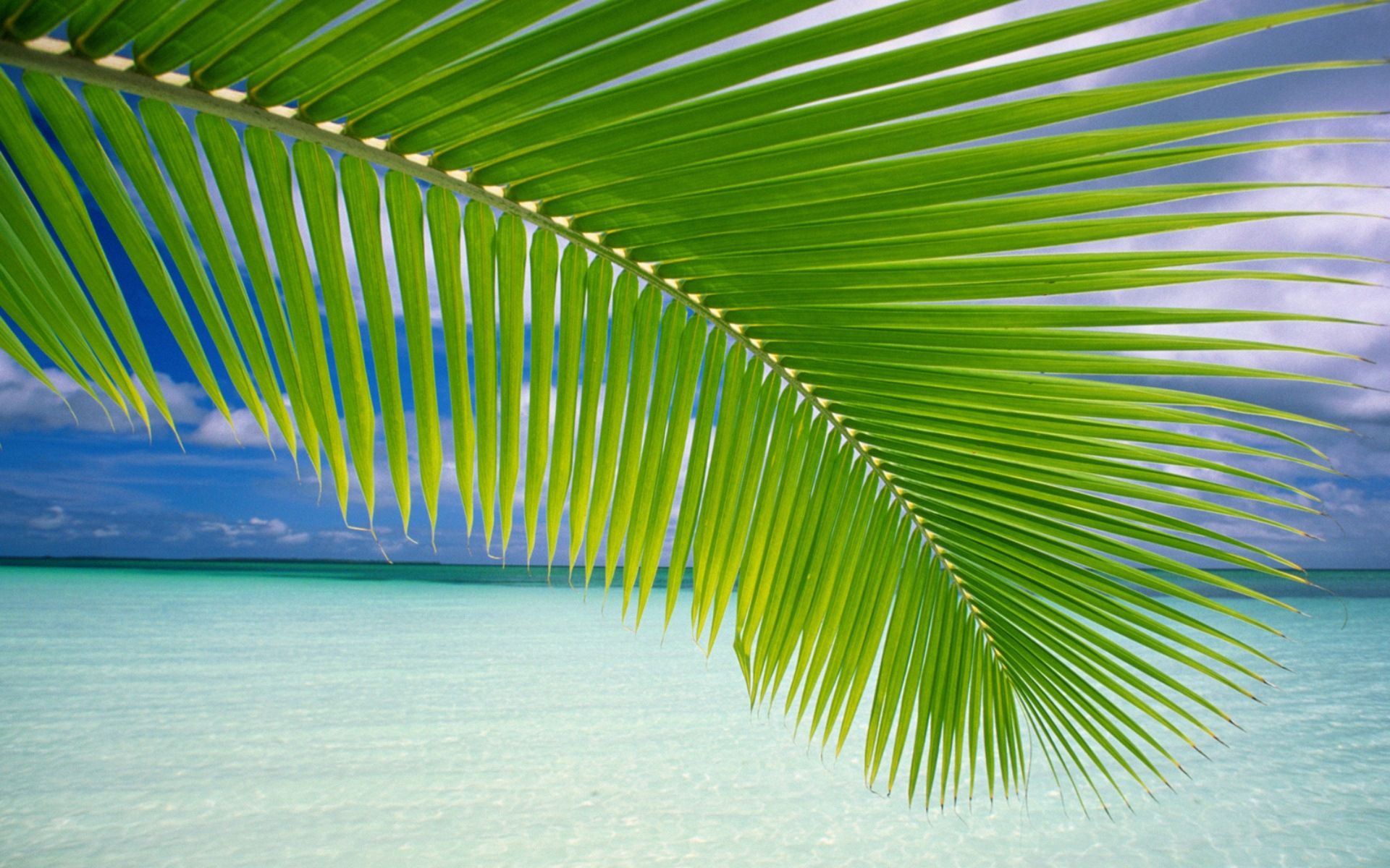 53383 descargar fondo de pantalla naturaleza, hojas, palma, rama, bahía, la bahía, agua azul: protectores de pantalla e imágenes gratis