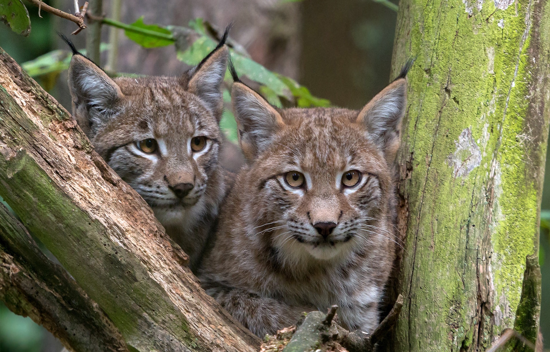 Free download wallpaper Cats, Animal, Lynx on your PC desktop