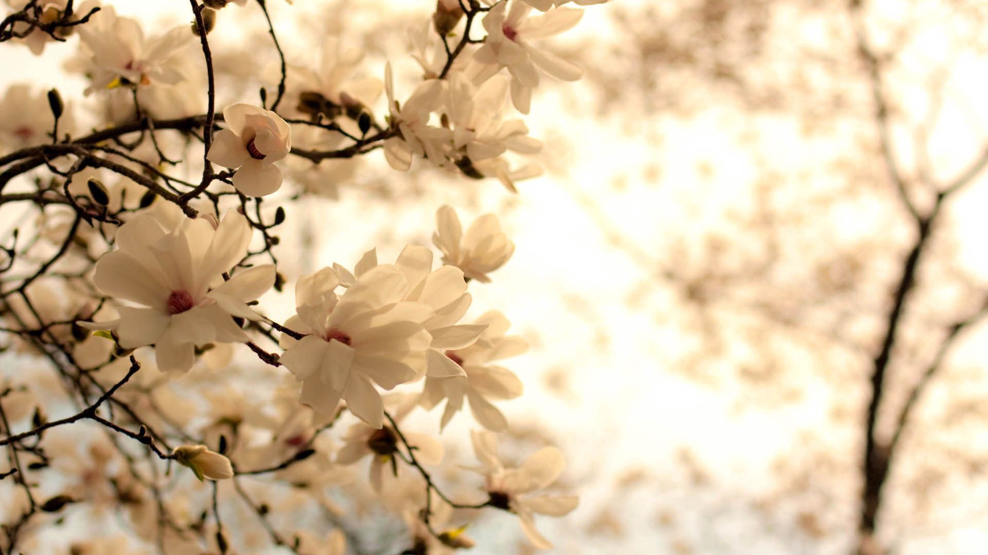無料モバイル壁紙枝, 白い, 咲く, ブランチ, 開花, フラワーズをダウンロードします。