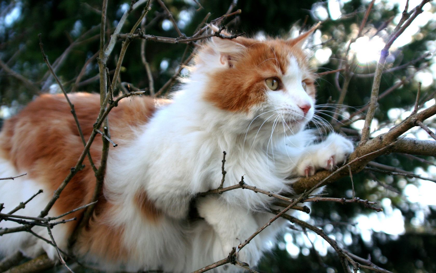 lie, animals, wood, cat, to lie down, tree, branches Full HD