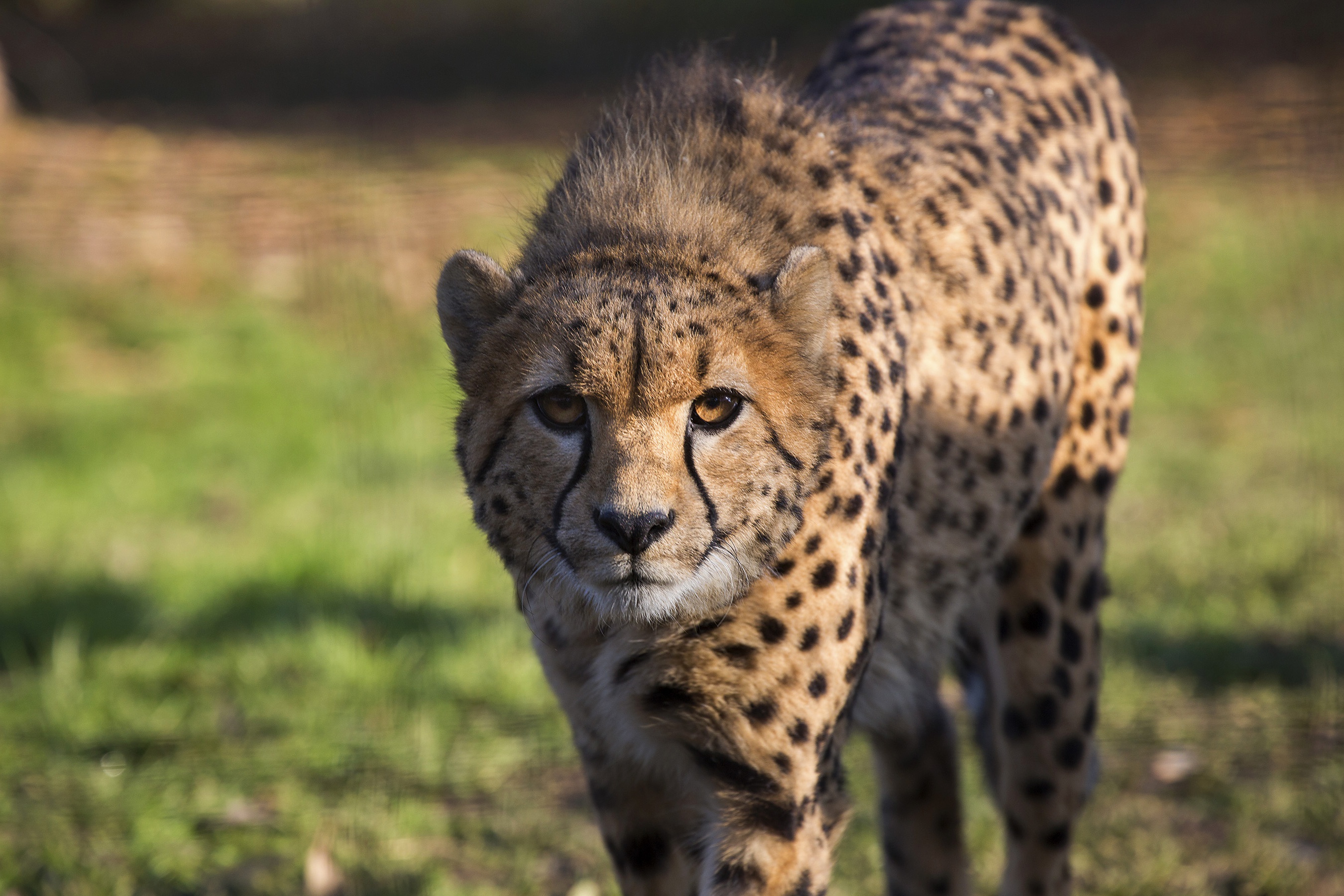 Téléchargez des papiers peints mobile Animaux, Chats, Guépard gratuitement.