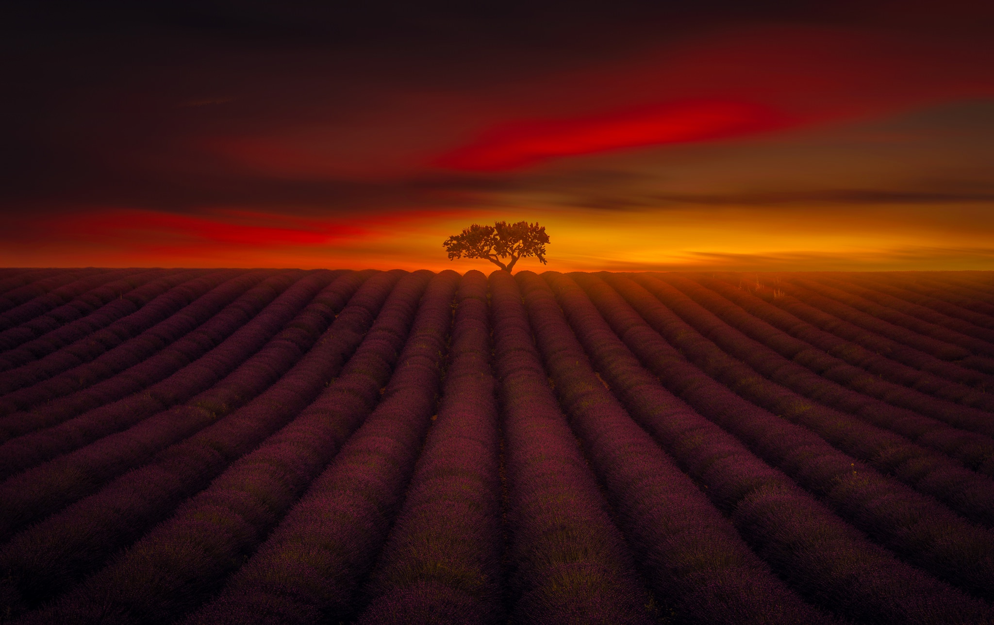 Free download wallpaper Nature, Flowers, Sunset, Tree, Earth, Field, Lavender on your PC desktop