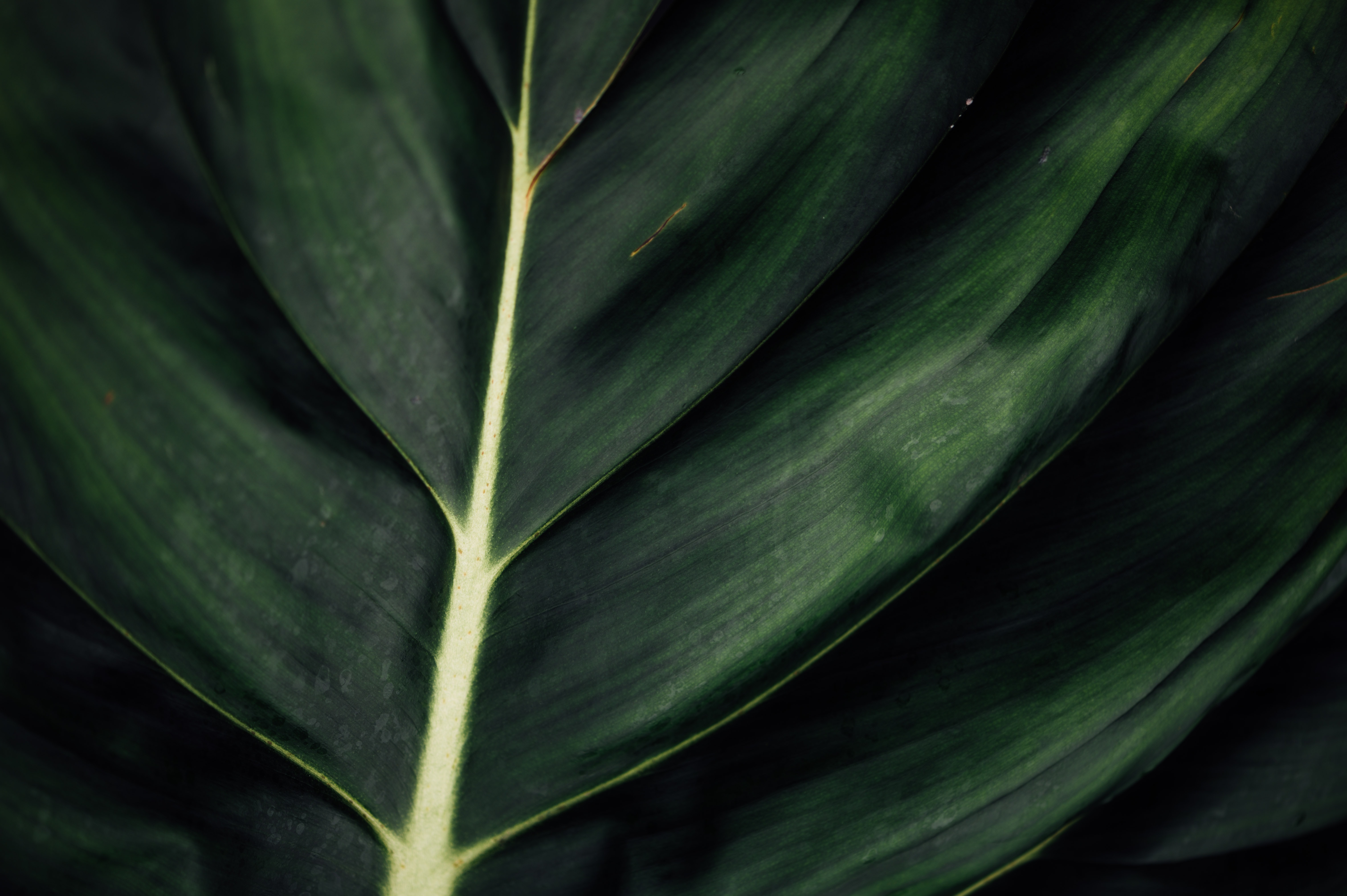 Download mobile wallpaper Macro, Veins, Plant, Leaflet, Surface for free.