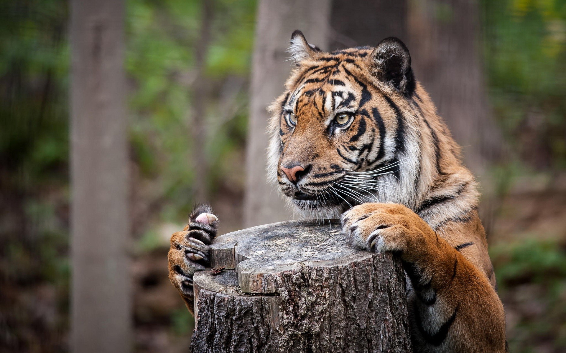 Handy-Wallpaper Tiere, Katzen, Tiger kostenlos herunterladen.