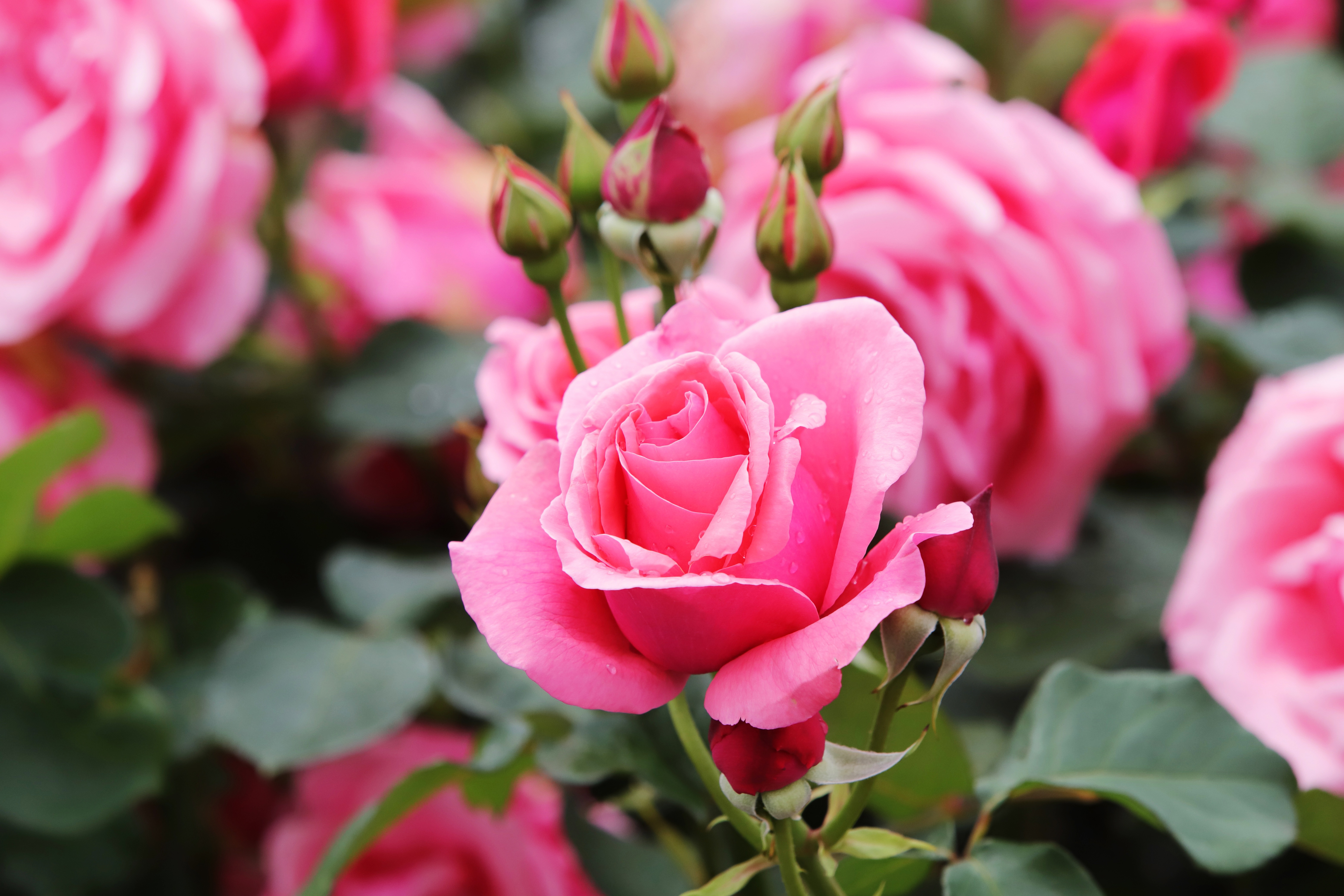 Скачать обои бесплатно Роза, Бутон, Лепесток, Земля/природа, Розовый Цветок, Розовая Роза картинка на рабочий стол ПК