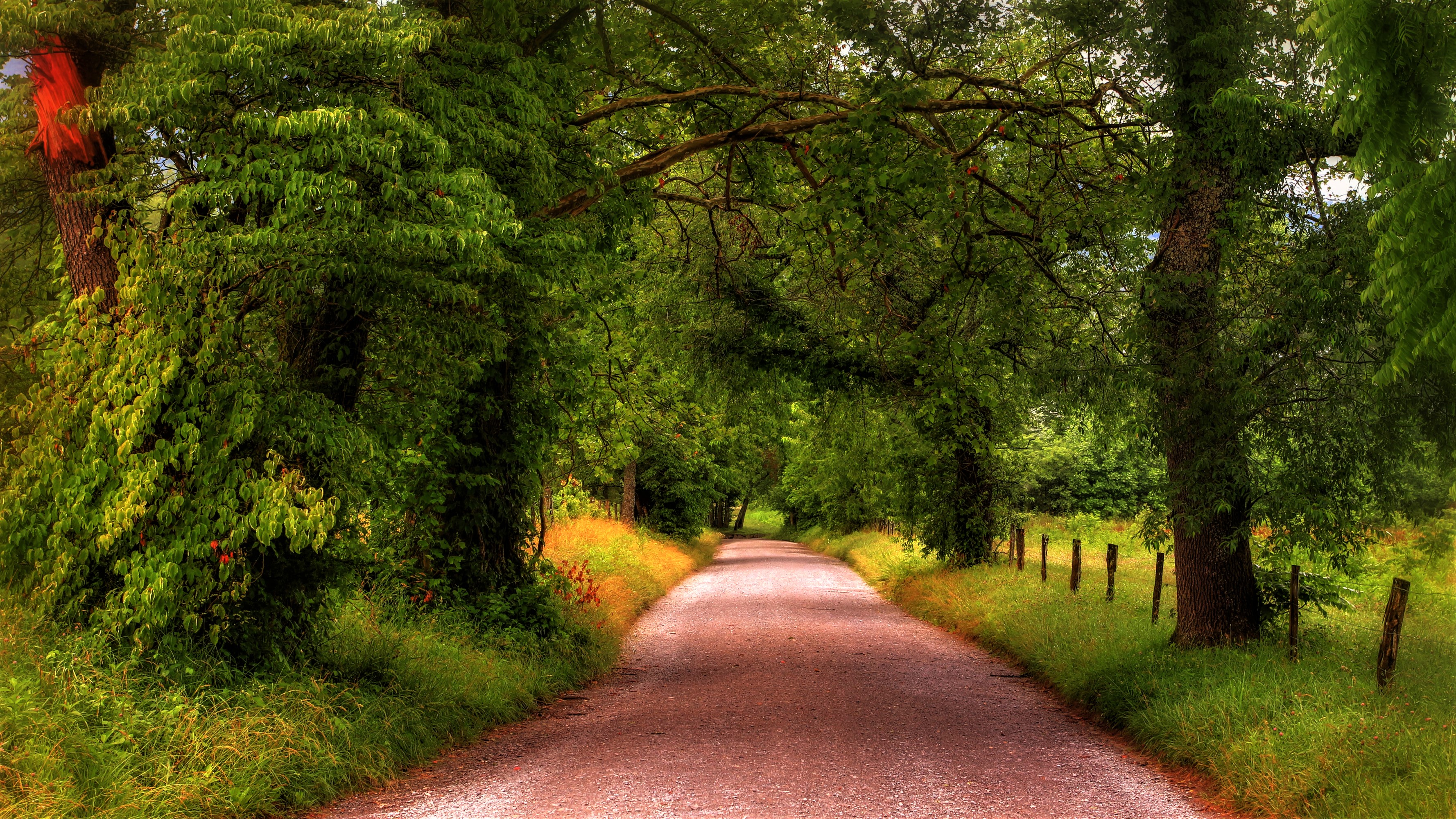 Download mobile wallpaper Road, Tree, Man Made, Tree Lined, Dirt Road for free.