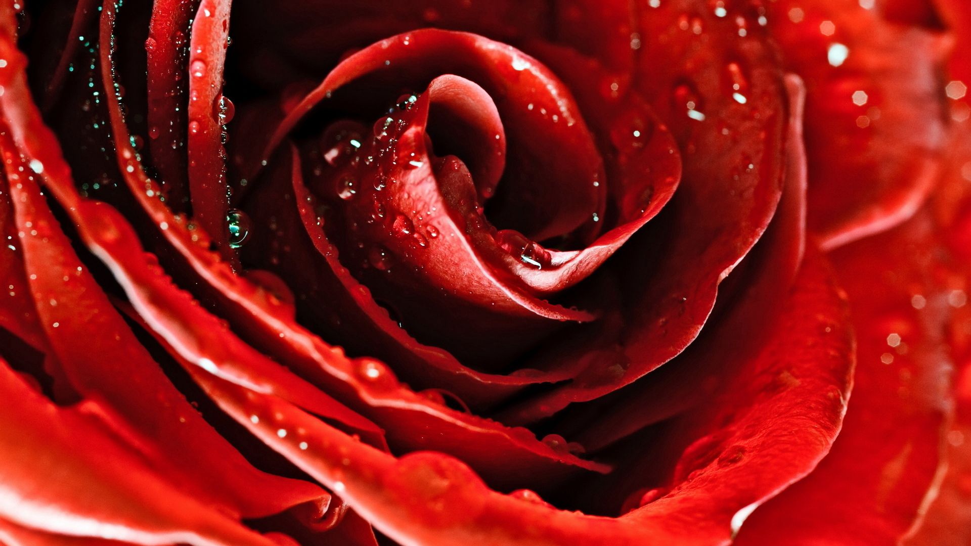 Téléchargez gratuitement l'image Fleur, Bourgeon, Rose Rouge, Macro, Drops, Pétales sur le bureau de votre PC