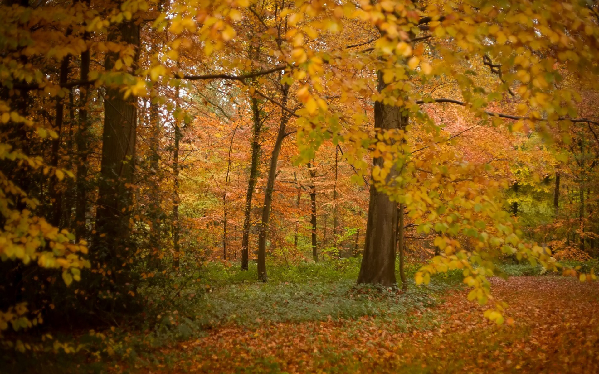 Téléchargez des papiers peints mobile Automne, Terre/nature gratuitement.