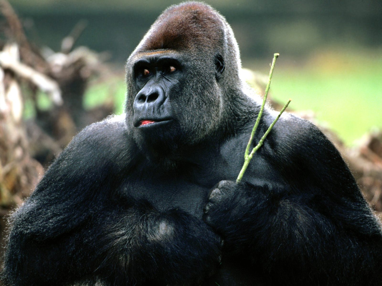 287468 Bild herunterladen tiere, gorilla, affe, affen - Hintergrundbilder und Bildschirmschoner kostenlos