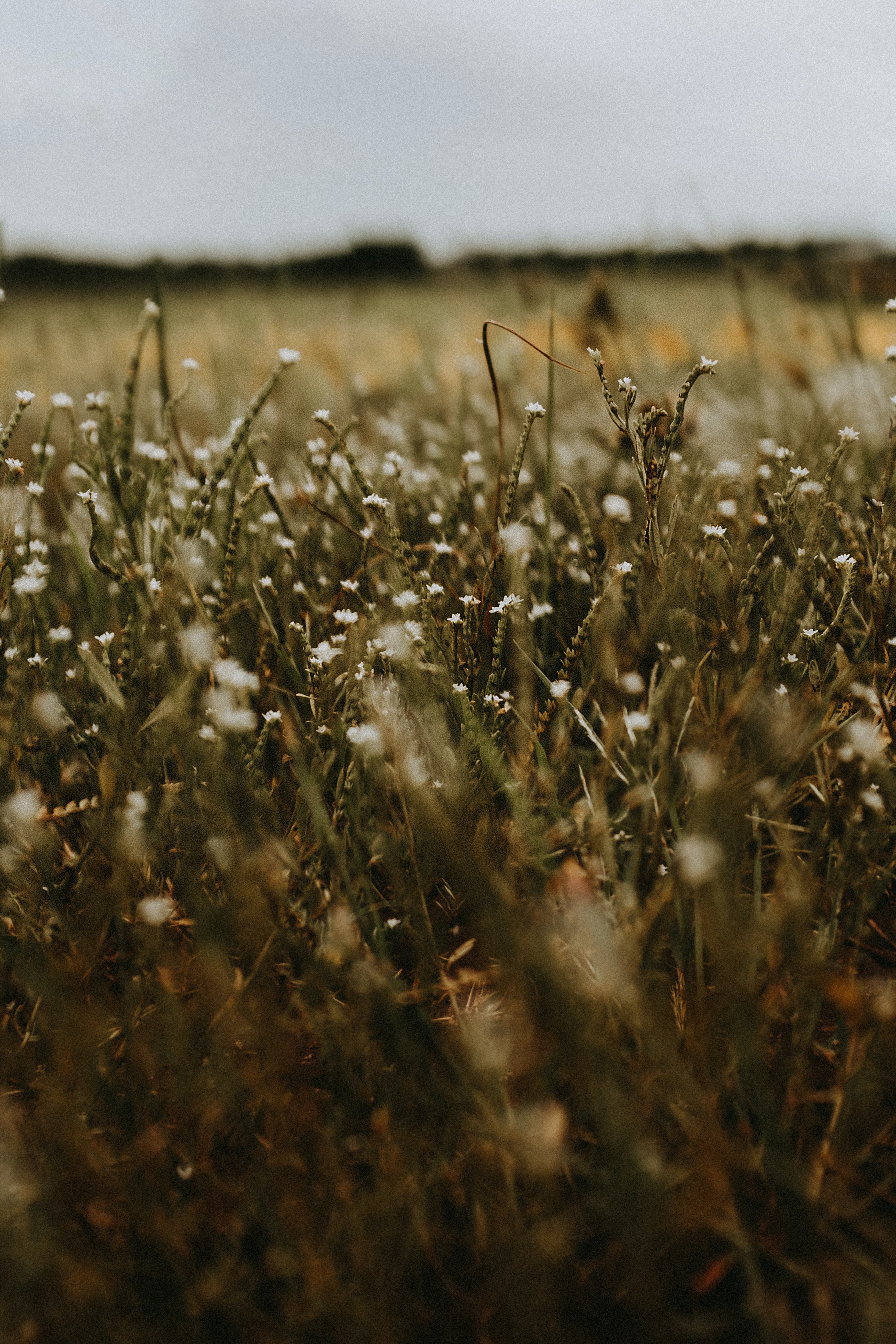 Download mobile wallpaper Grass, Field, Flowers, Nature, Plants for free.