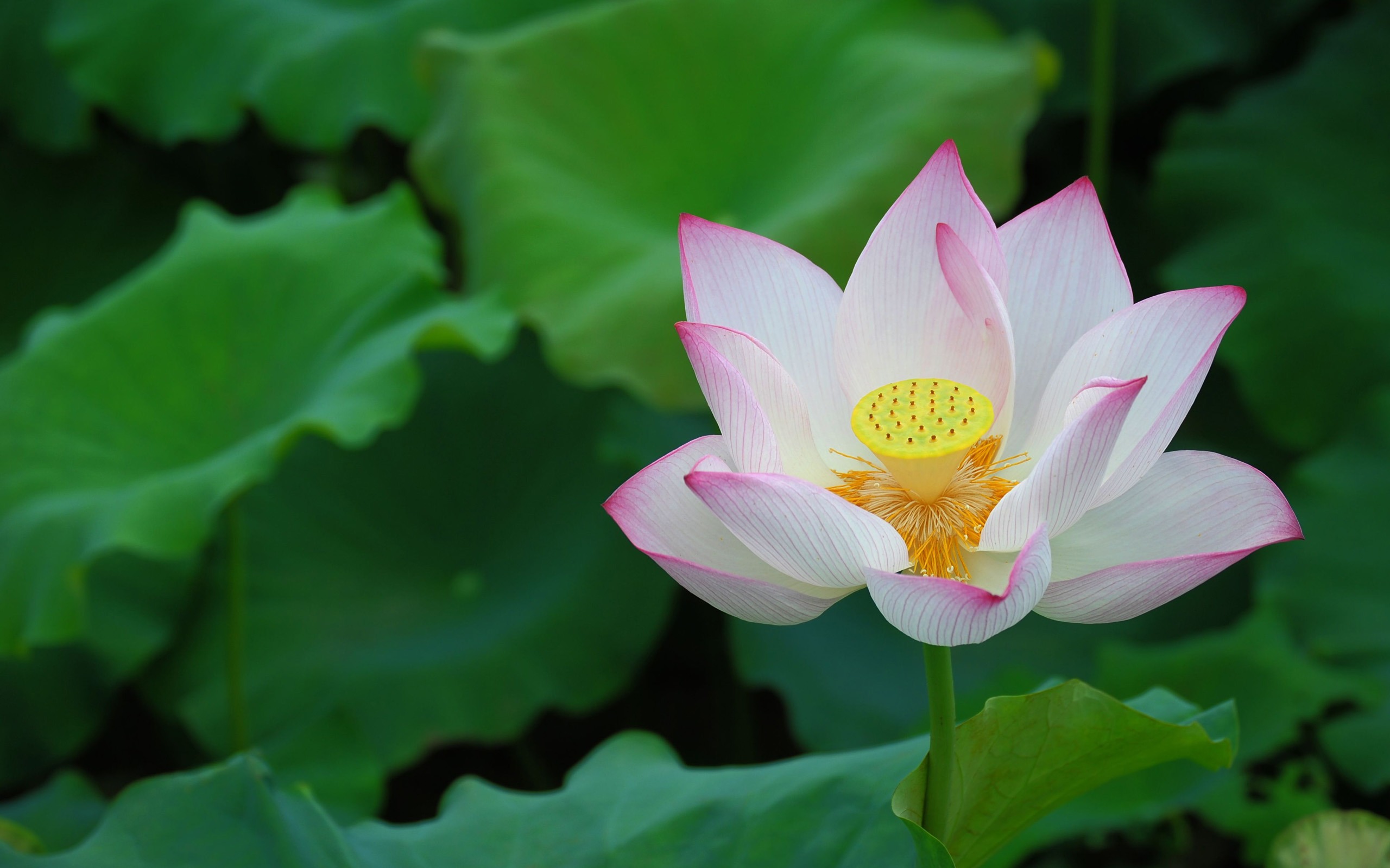 Laden Sie das Blumen, Lotus, Blume, Erde/natur-Bild kostenlos auf Ihren PC-Desktop herunter
