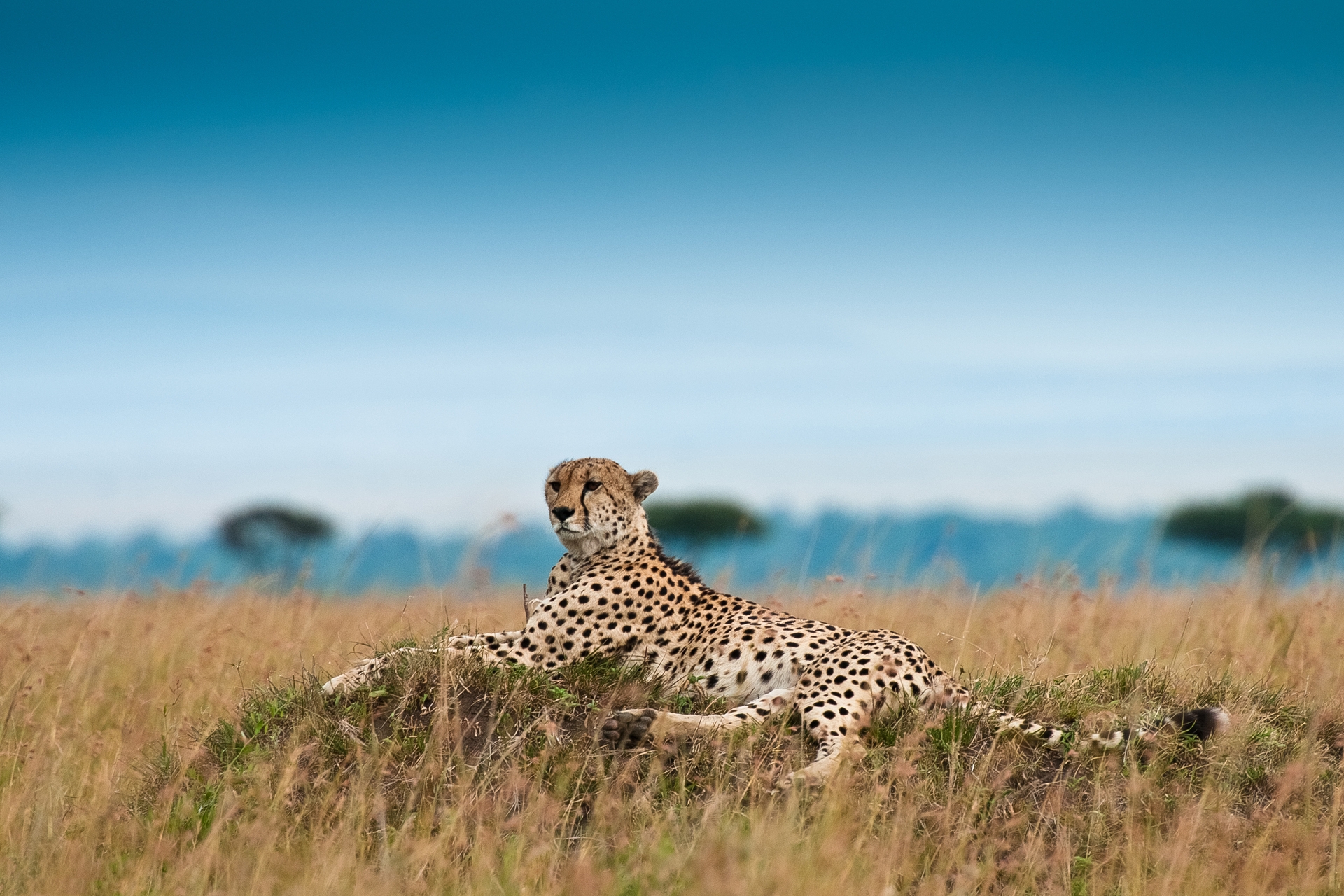 cheetah, animals, grass, leopard, big cat, relaxation, rest QHD