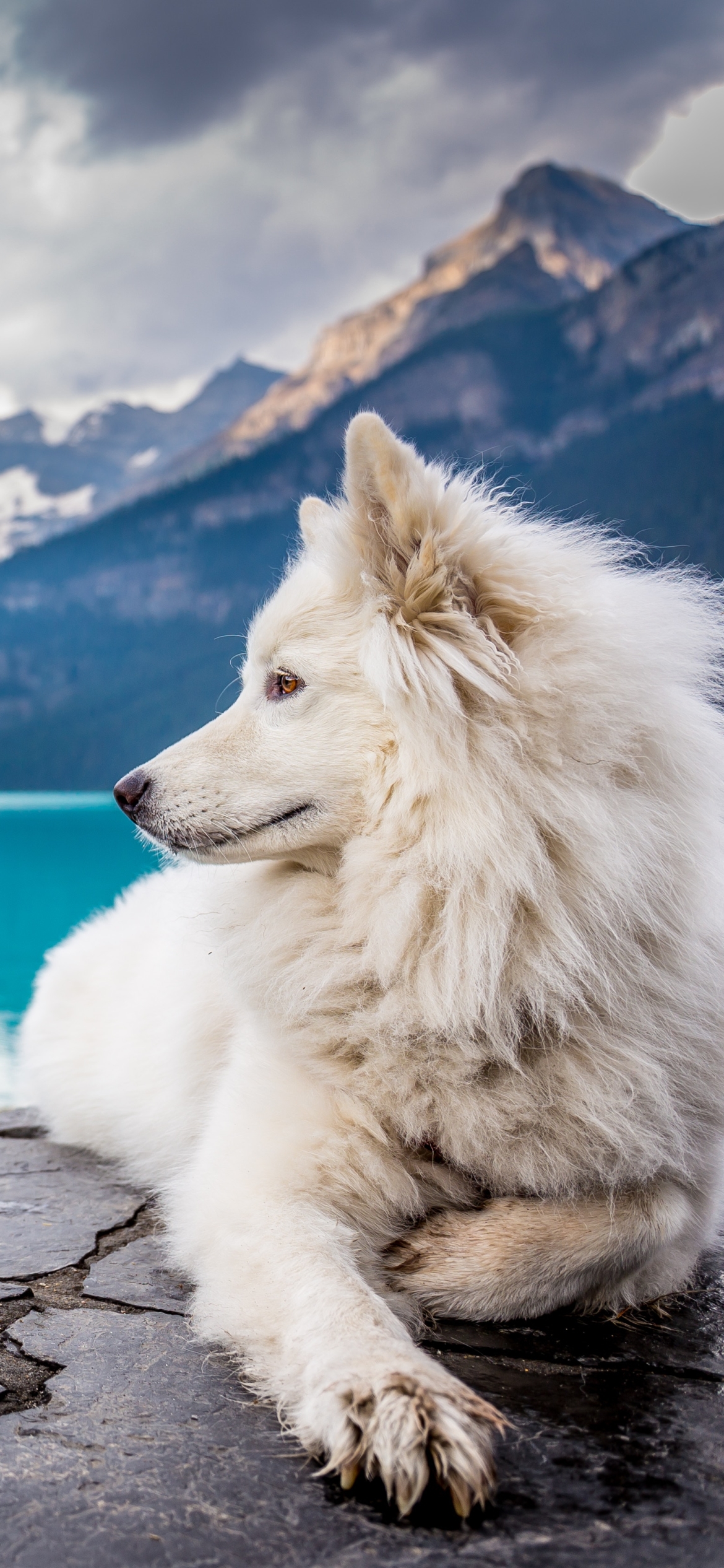 Handy-Wallpaper Tiere, Hunde, Kanada, Hund kostenlos herunterladen.