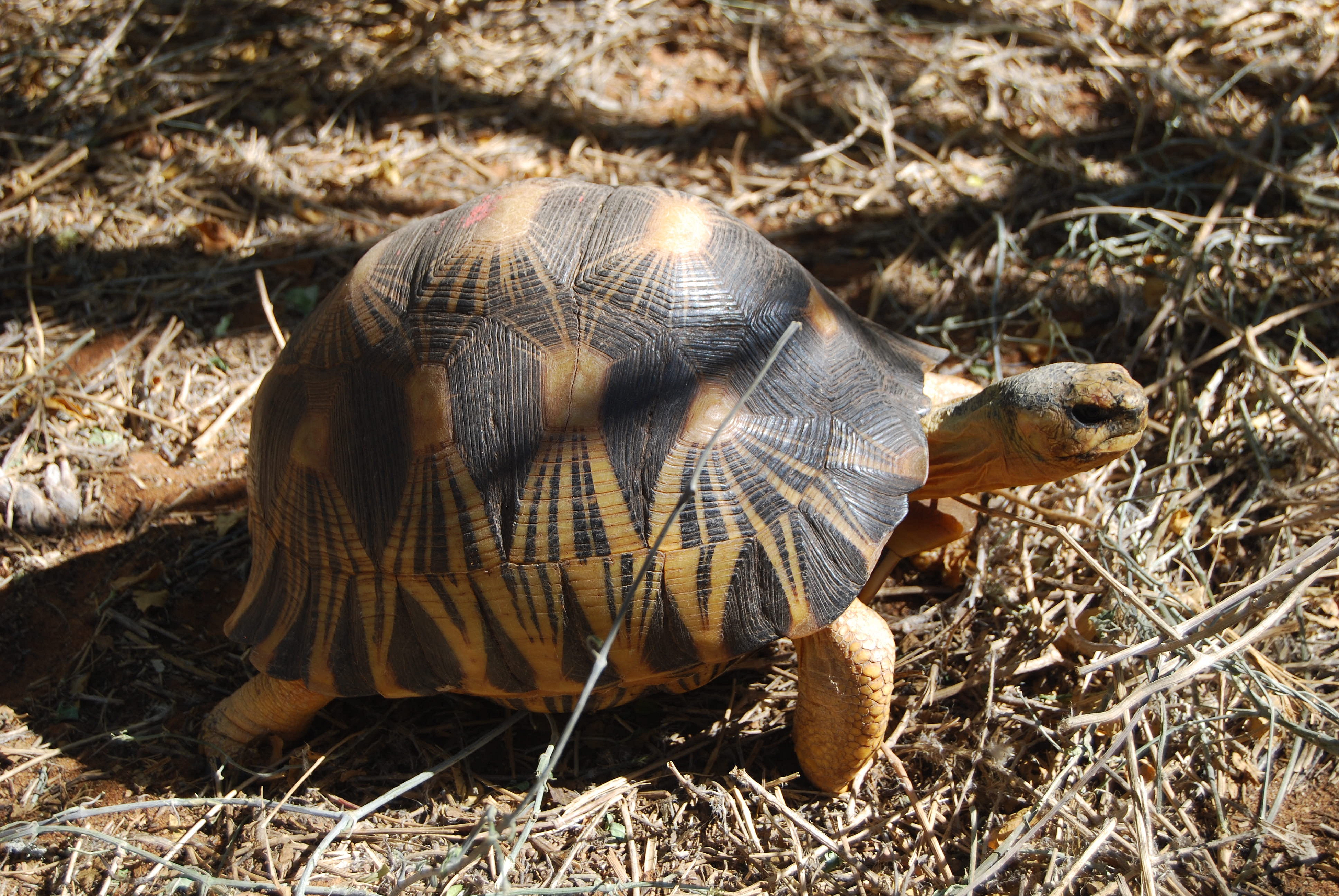 Descargar fondos de escritorio de Tortuga Radiada HD