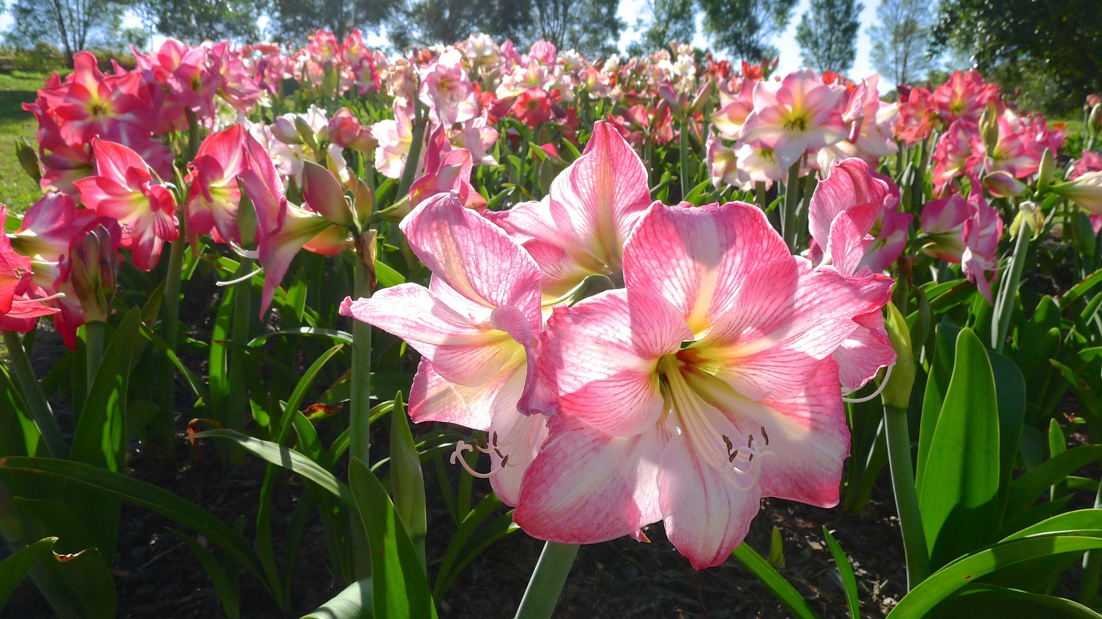 390375 скачать обои розовый цветок, земля/природа, амариллис, цветок, флауэрсы - заставки и картинки бесплатно