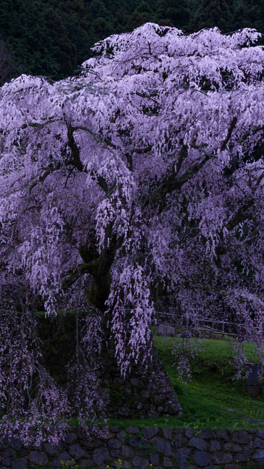 Download mobile wallpaper Park, Tree, Earth, Spring, Photography, Blossom, Purple Flower for free.