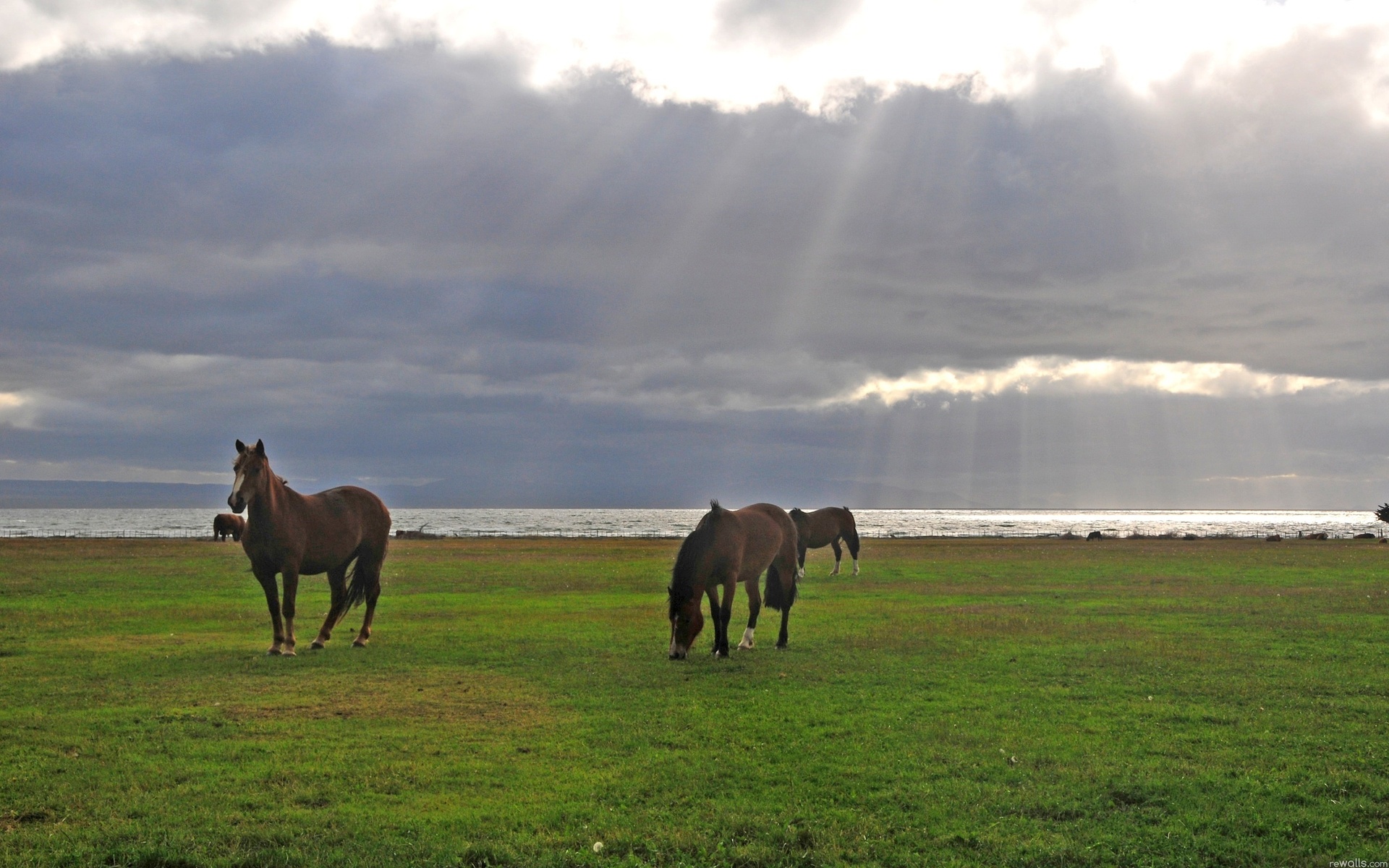 Téléchargez des papiers peints mobile Animaux, Cheval gratuitement.