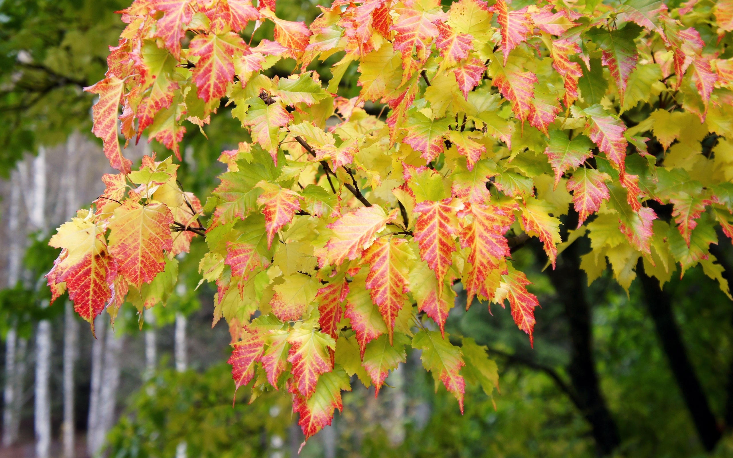 無料モバイル壁紙木, 秋, 葉, 植物をダウンロードします。
