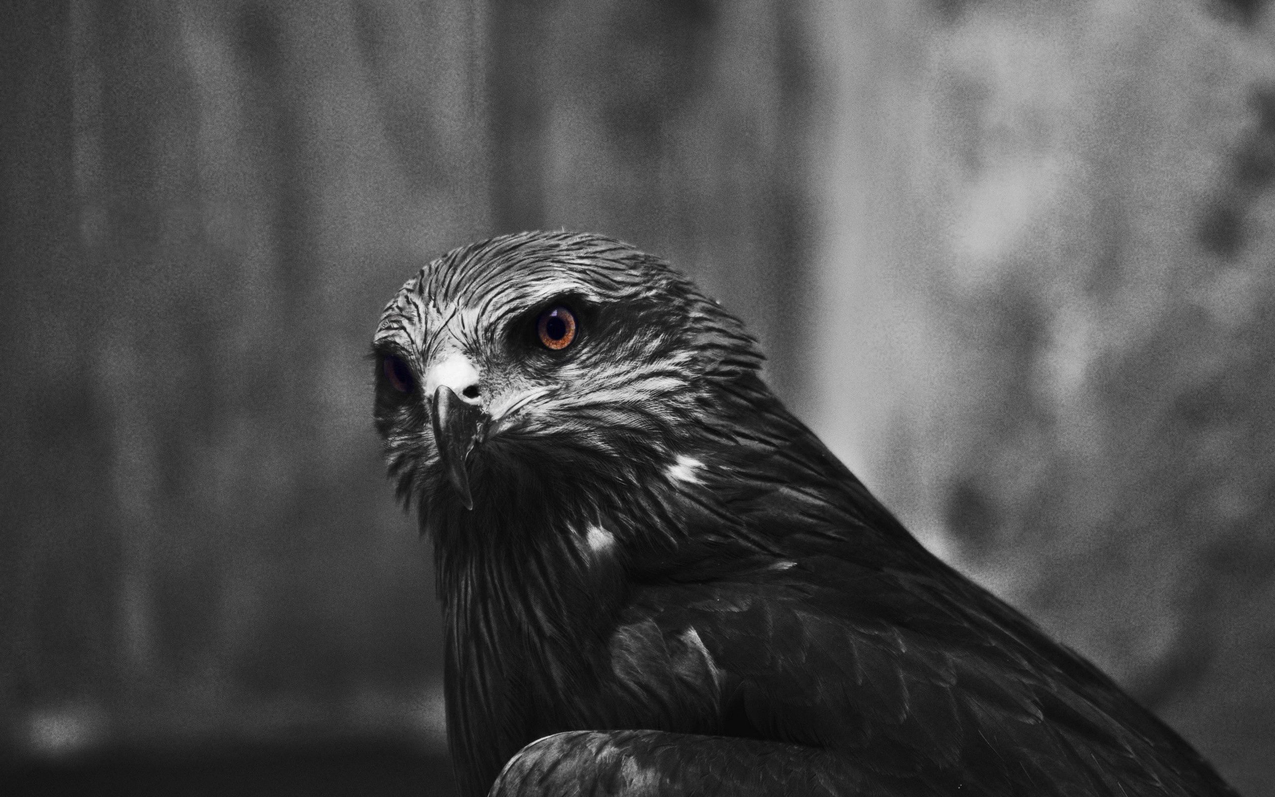 Free download wallpaper Animals, Bird, Beak, Eagle on your PC desktop