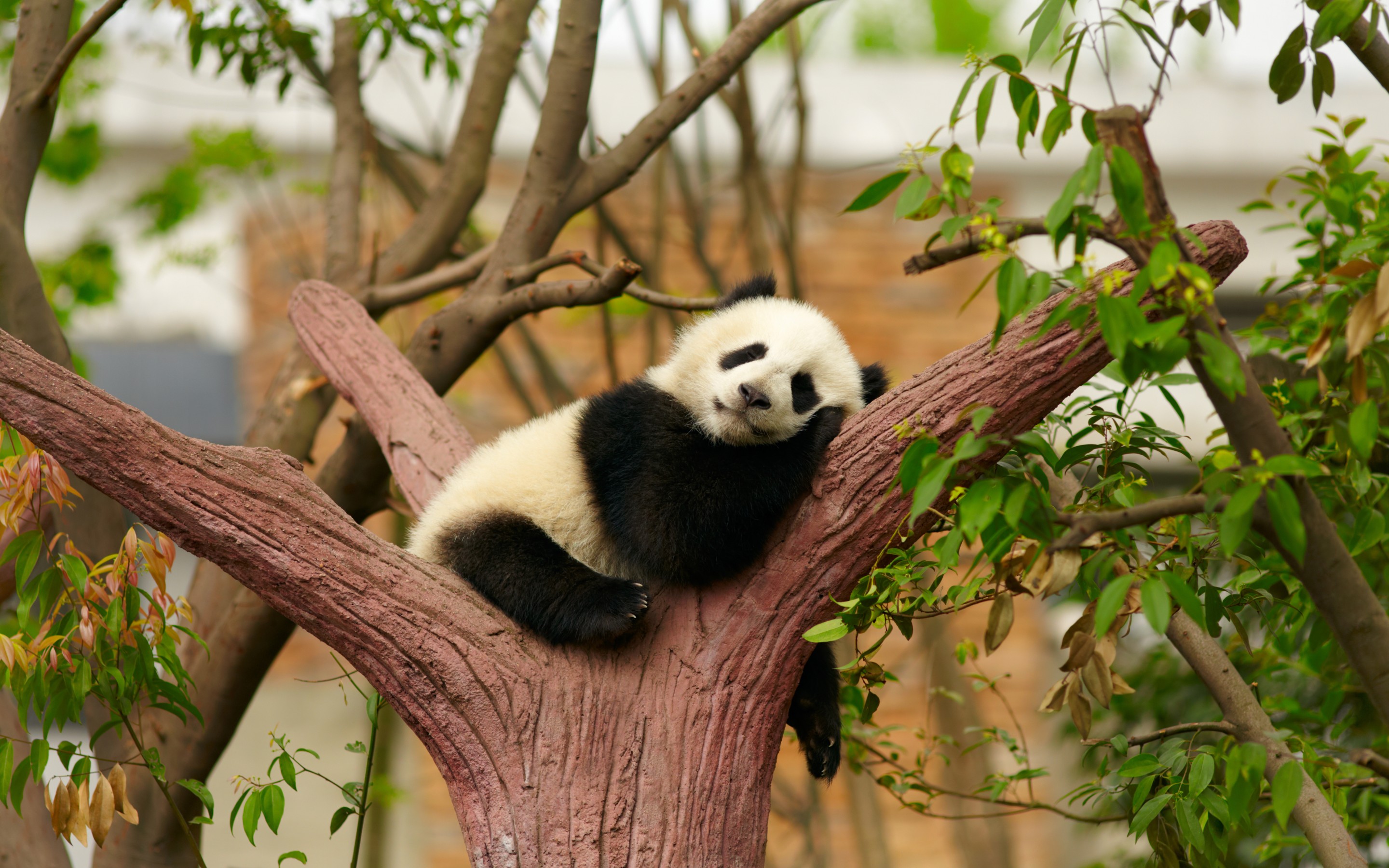 741165 descargar imagen bebe animal, panda, animales, dormido: fondos de pantalla y protectores de pantalla gratis
