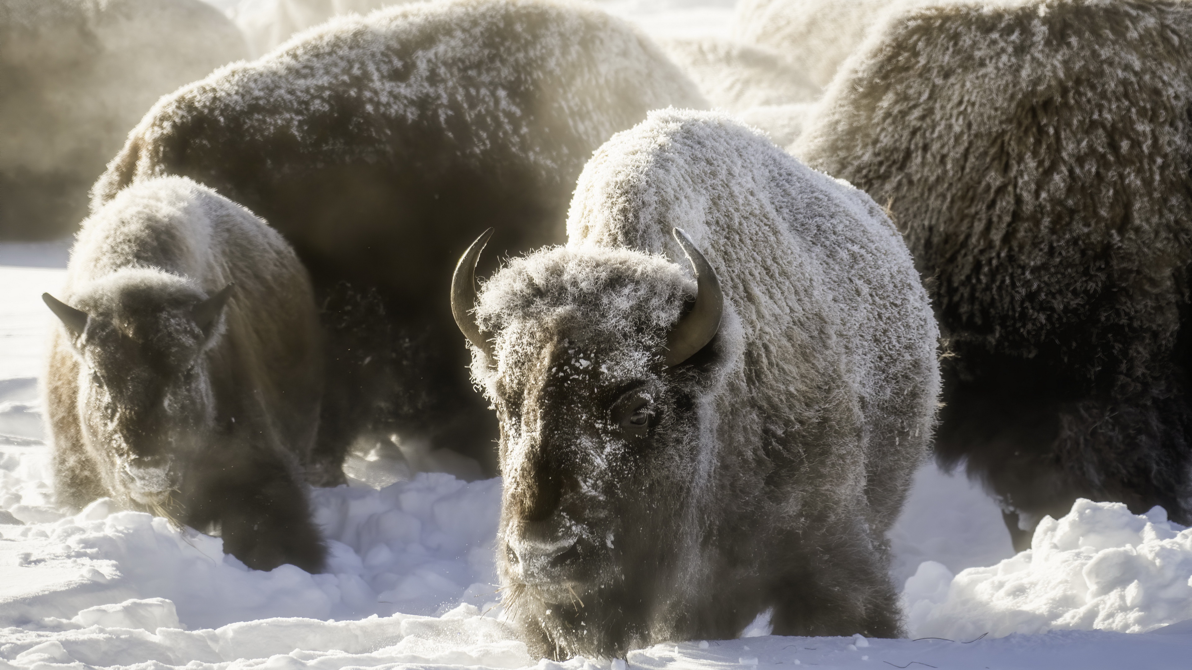 Download mobile wallpaper Snow, Animal, American Bison for free.