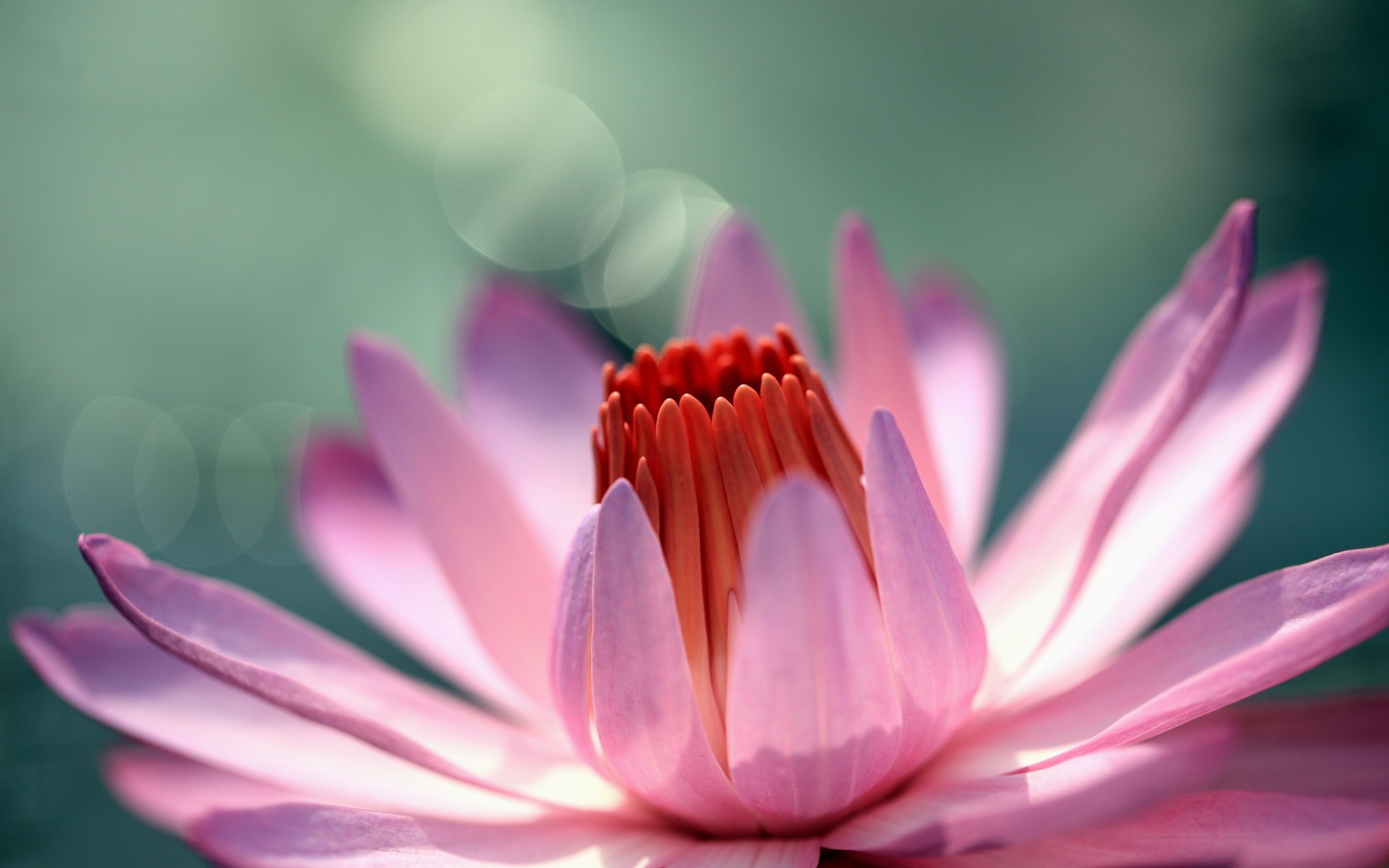 272075 Bildschirmschoner und Hintergrundbilder Blumen auf Ihrem Telefon. Laden Sie  Bilder kostenlos herunter