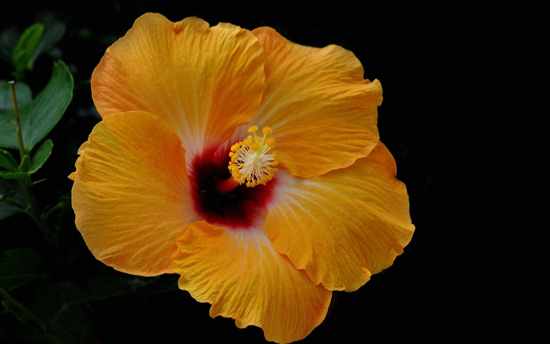 Descarga gratuita de fondo de pantalla para móvil de Flores, Flor, Hibisco, Flor Amarilla, Tierra/naturaleza.