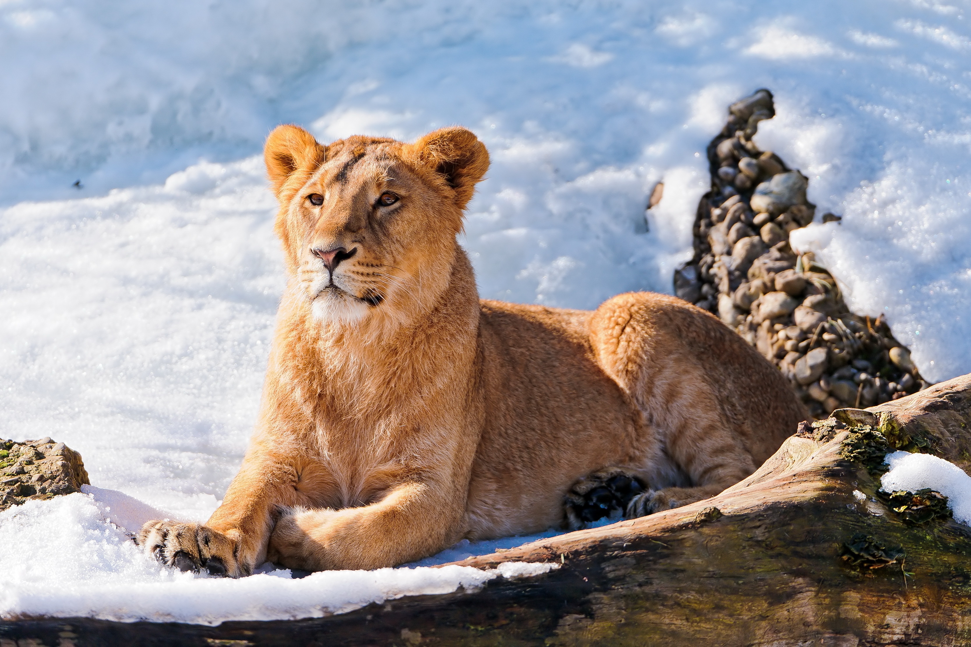 Free download wallpaper Animals, Snow, To Lie Down, Lie, Lioness, Lion on your PC desktop